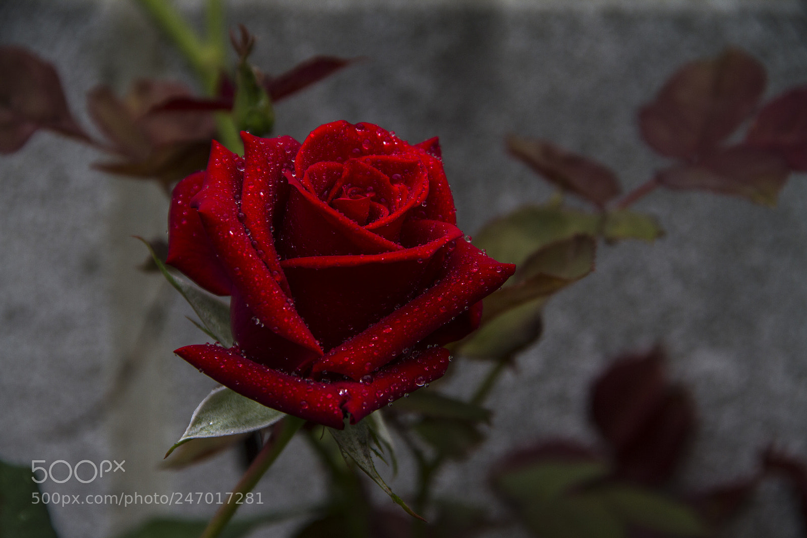 Canon EOS 7D sample photo. Mi jardin photography