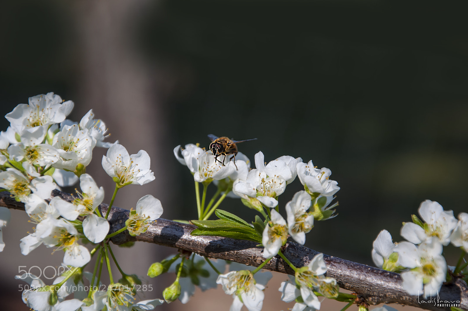 Nikon D90 sample photo. Laborando photography