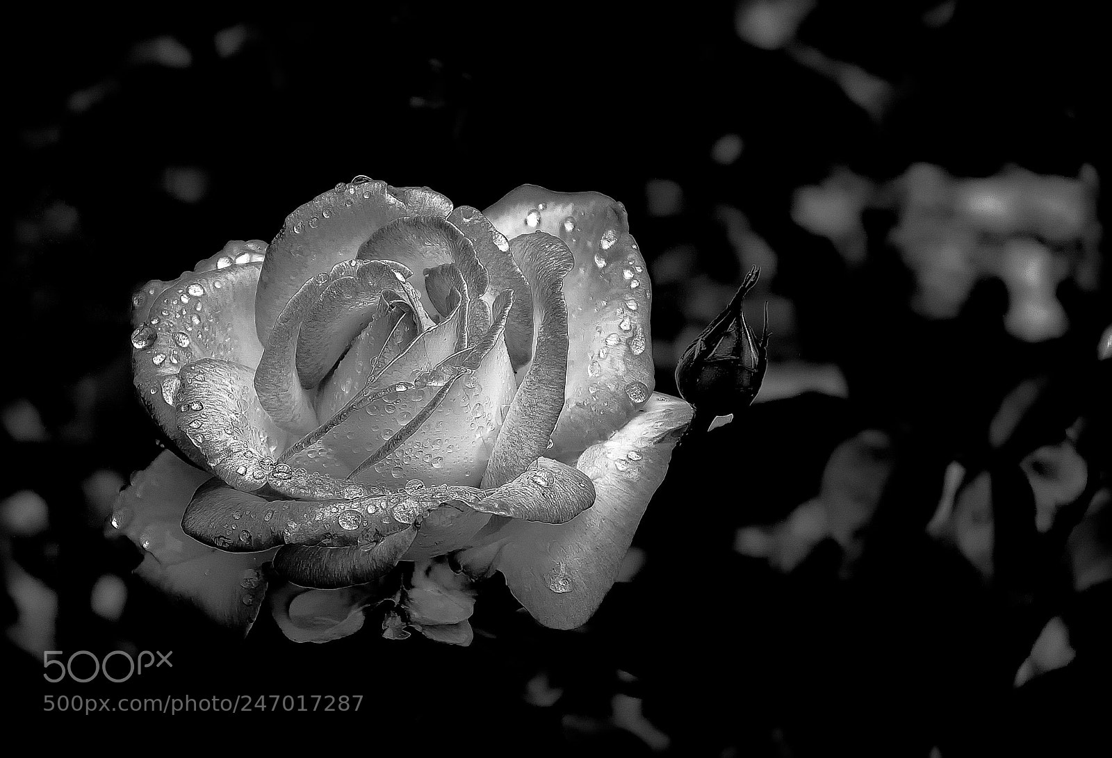 Nikon D90 sample photo. Rosa plateada photography