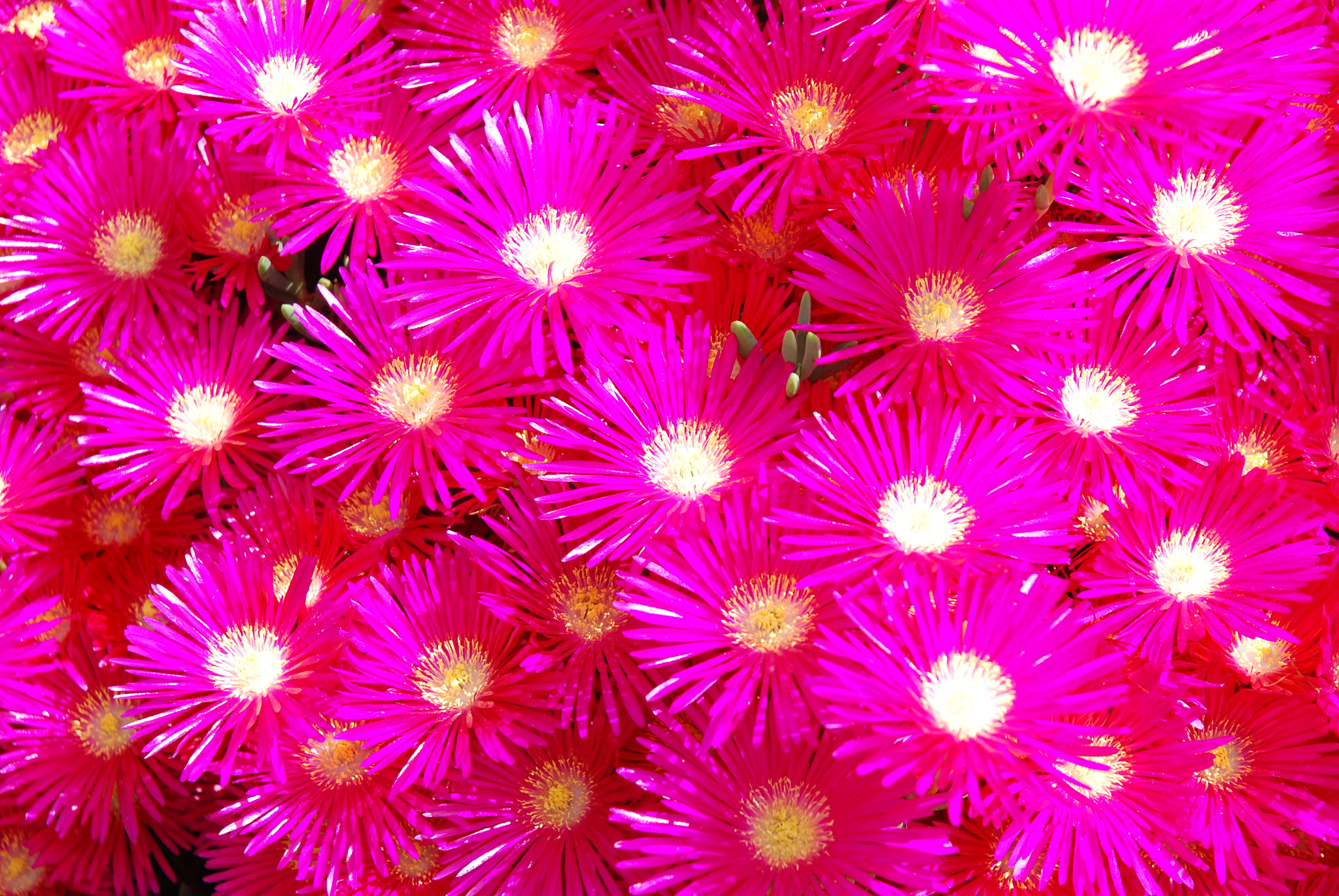 Nikon D80 sample photo. Alfombra mi jardin photography