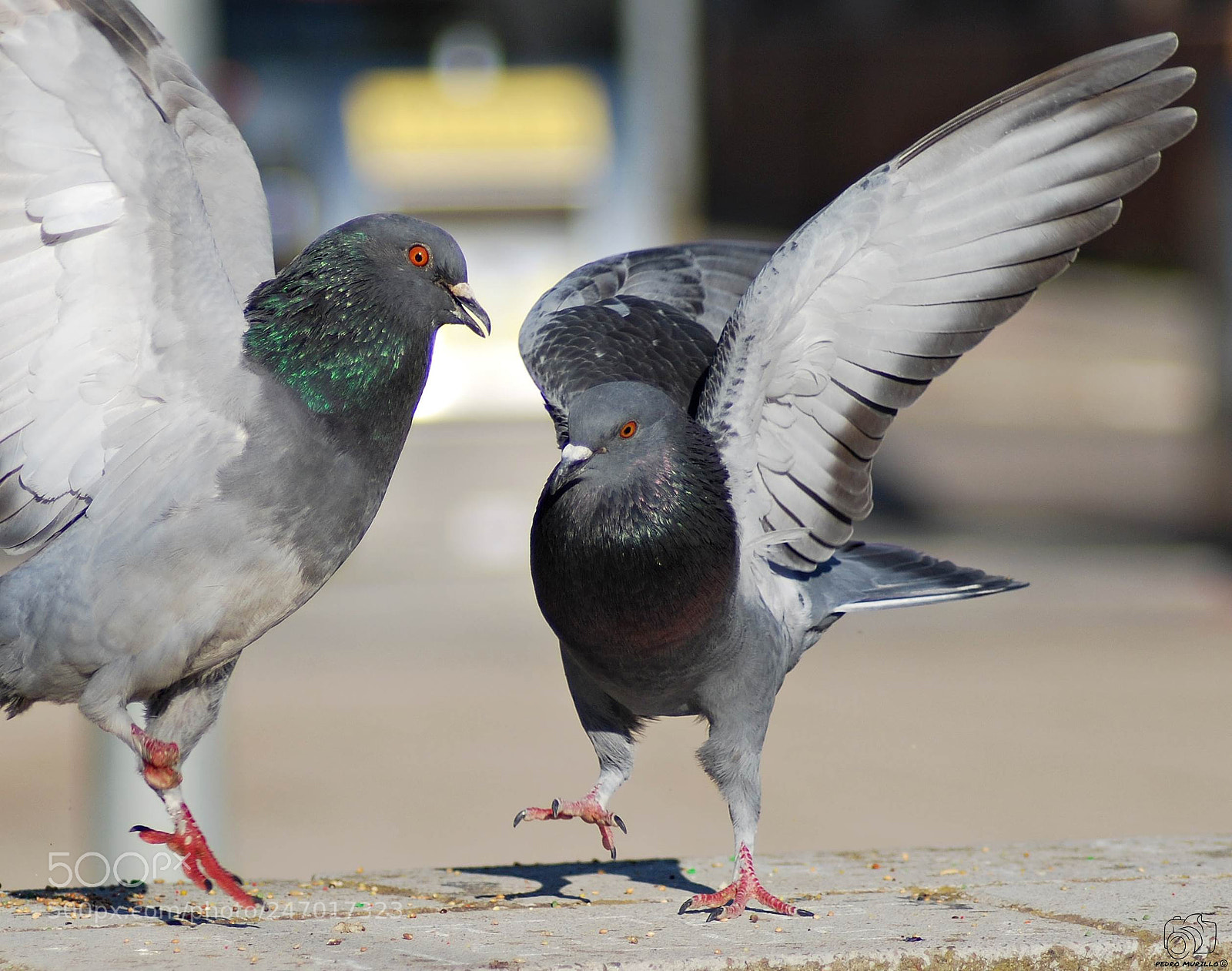 Nikon D60 sample photo. Untitled photography