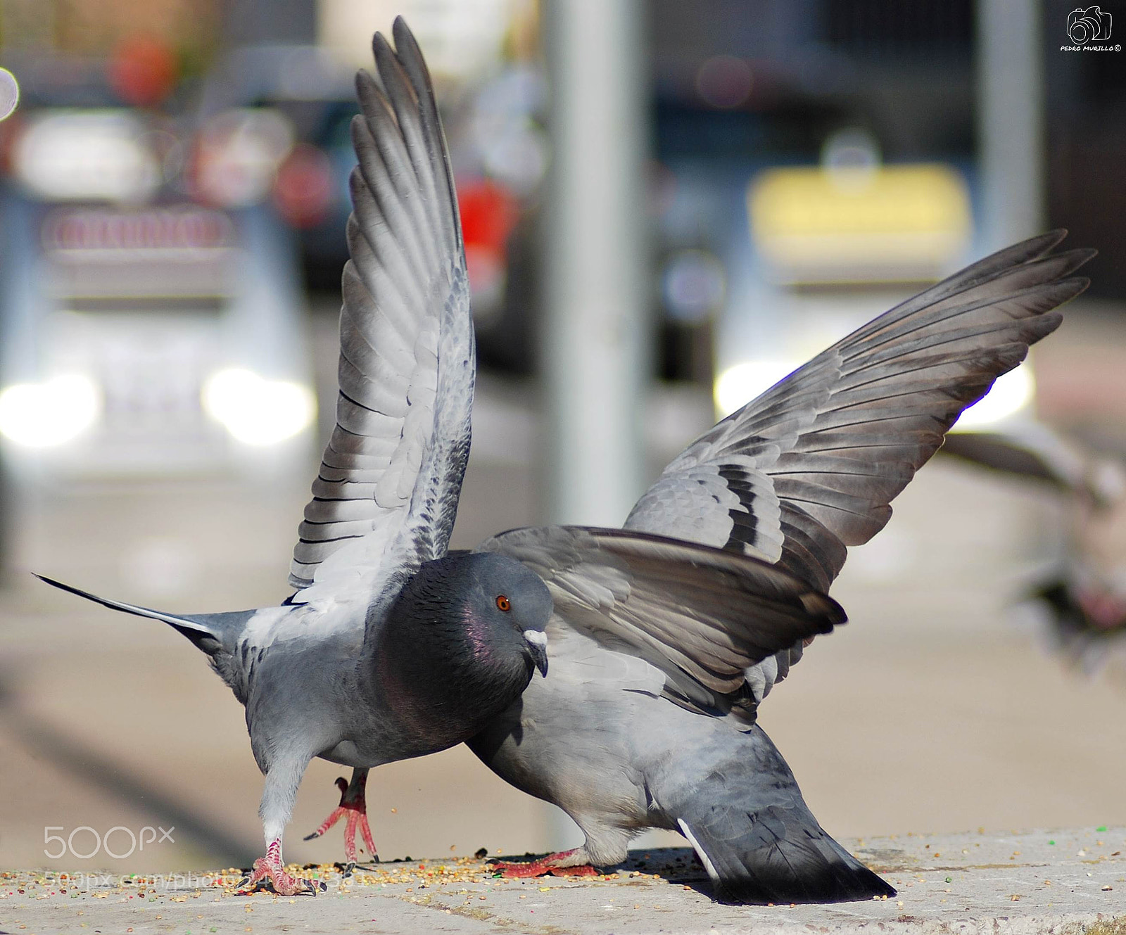Nikon D60 sample photo. Untitled photography