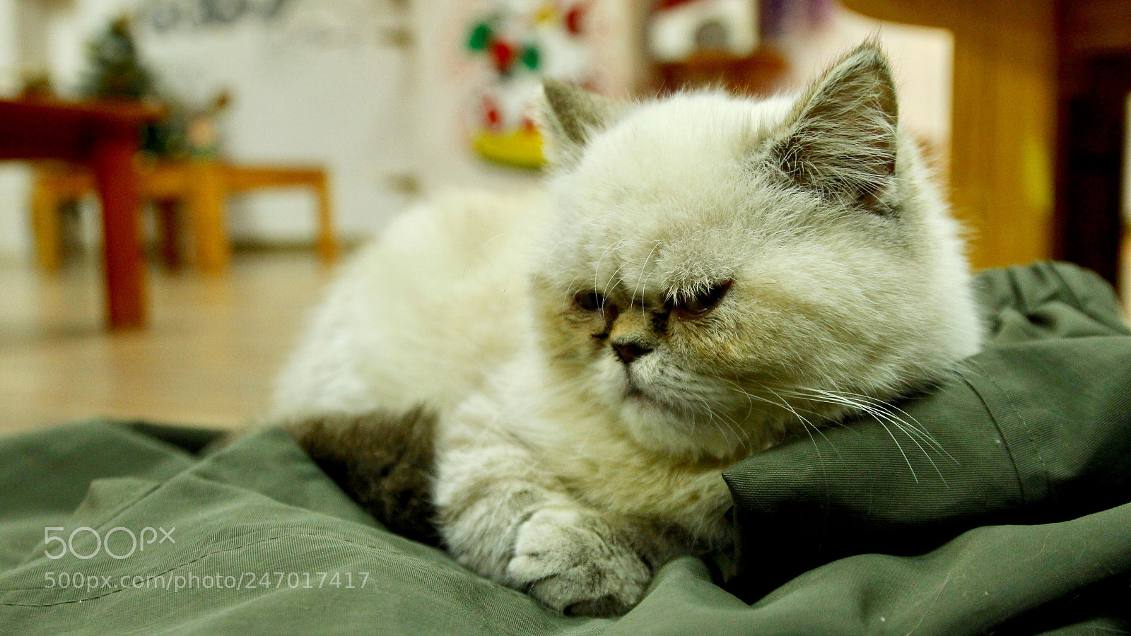 Canon EOS 700D (EOS Rebel T5i / EOS Kiss X7i) sample photo. Coffee and cats photography