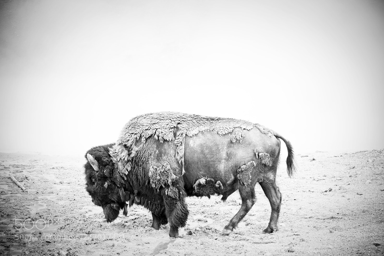 Canon EOS 7D sample photo. Bison photography