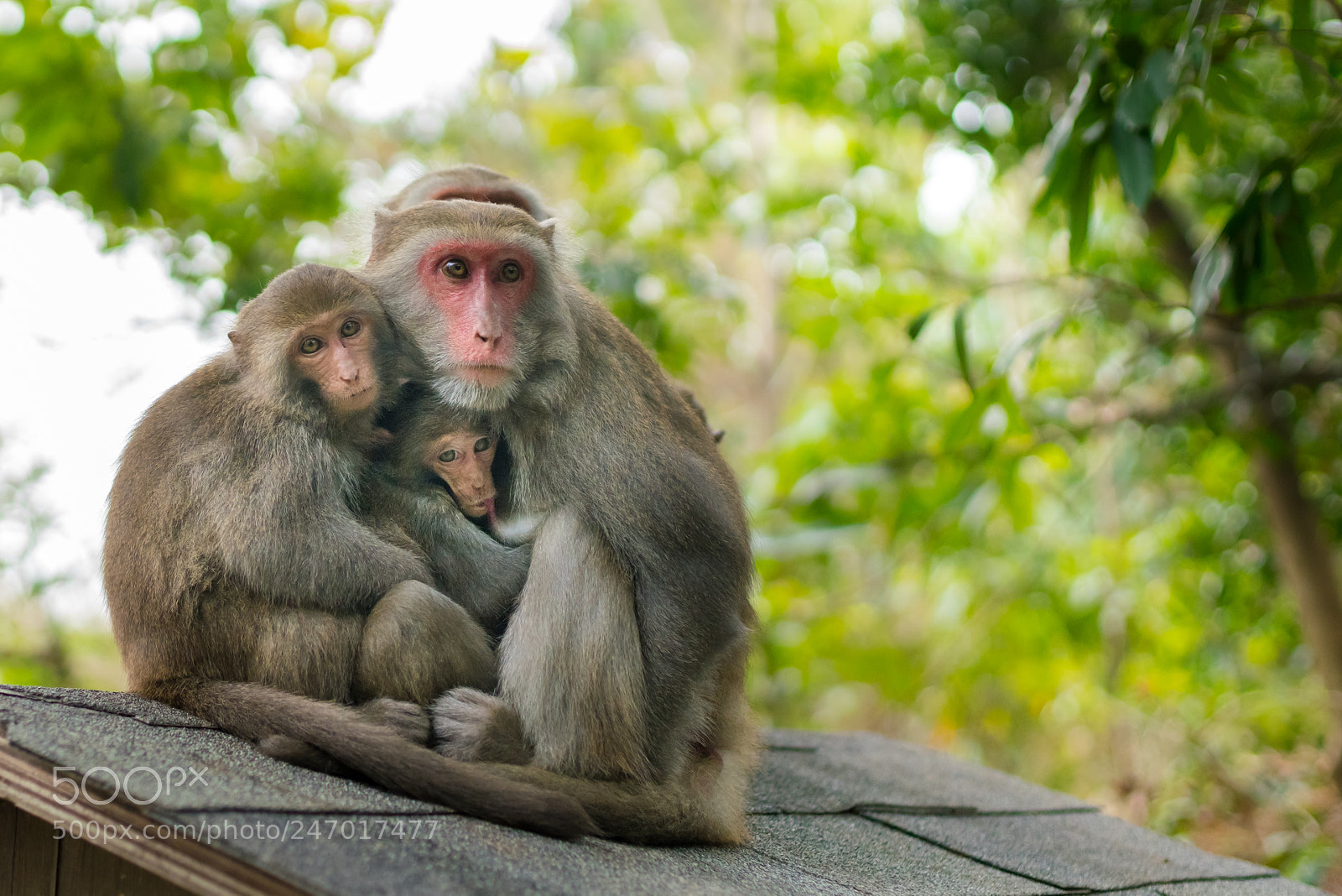 Sony a7R III sample photo. No monkey business here... photography