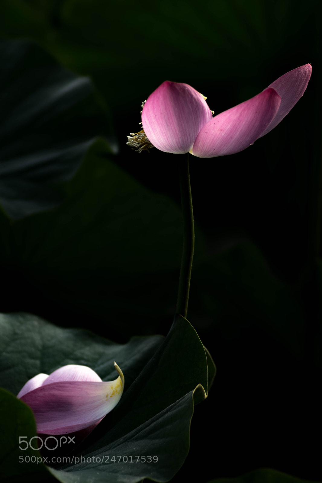 Sony ILCA-77M2 sample photo. Lotus flower - a photography