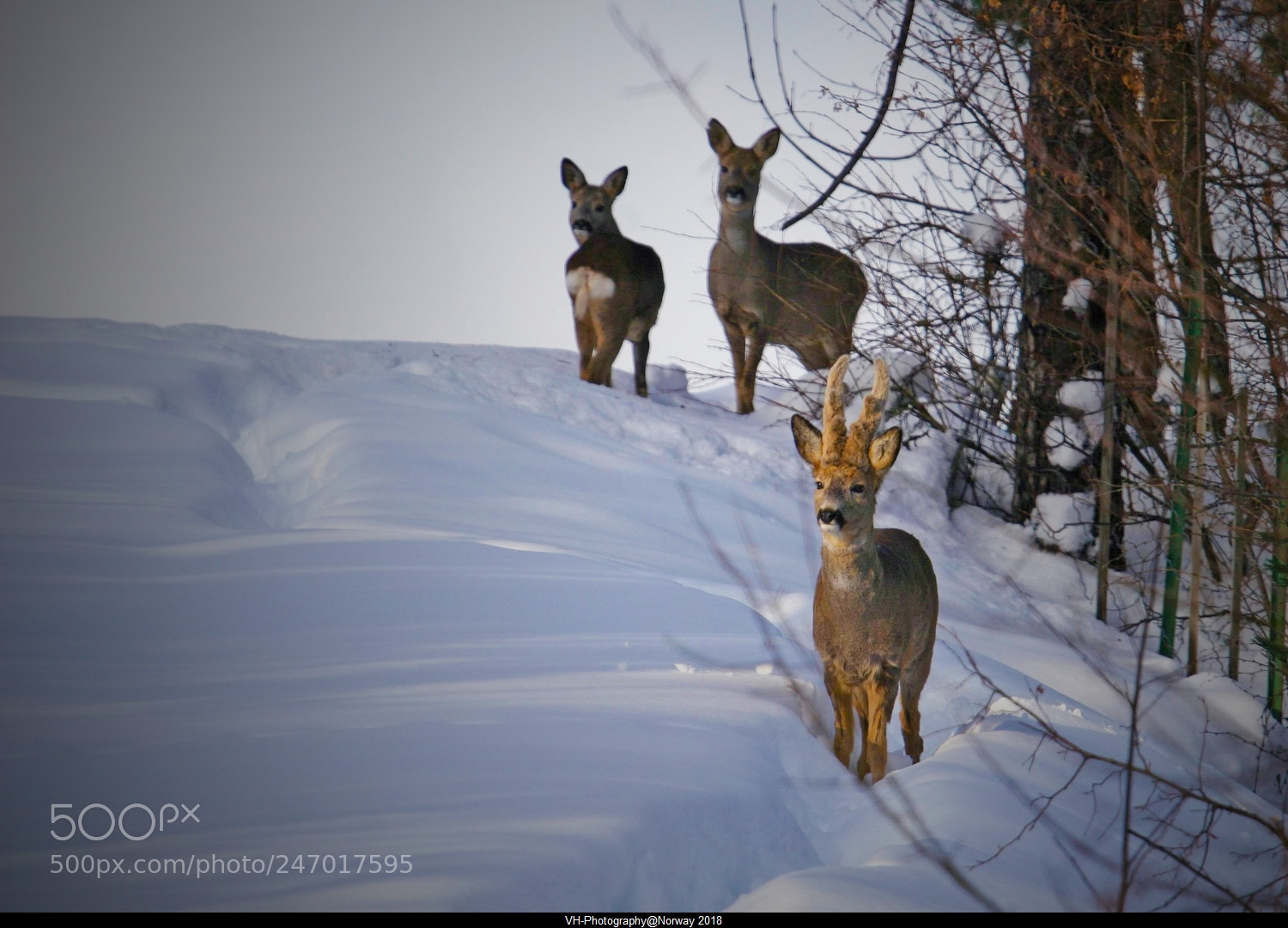 Canon EOS 20D sample photo. Who are you photography