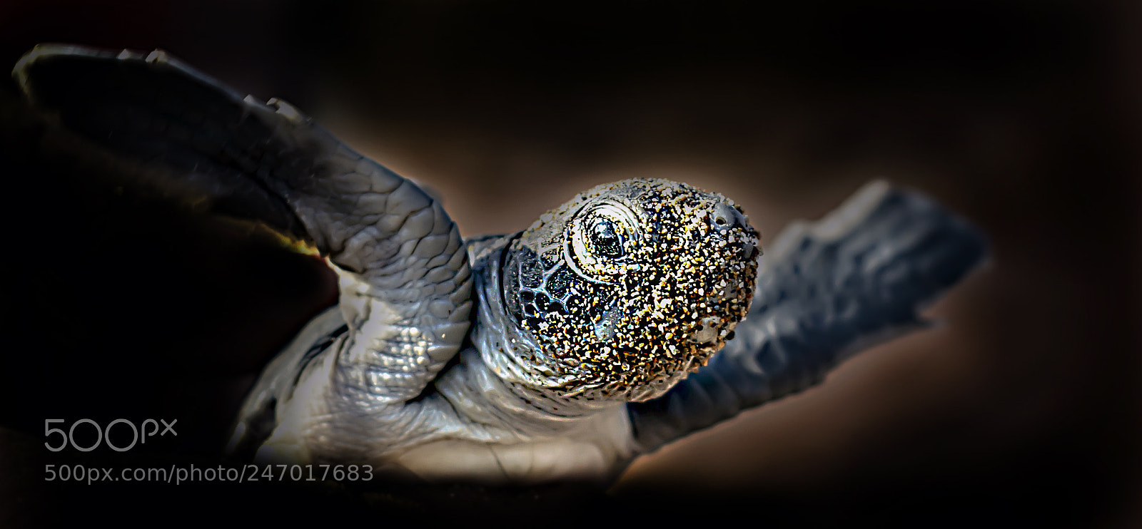 Nikon D800 sample photo. Cute caretta photography