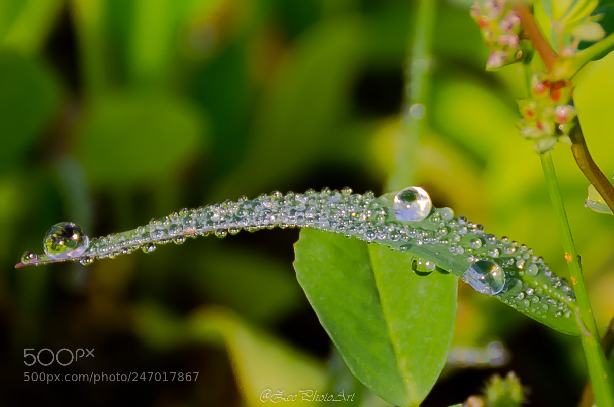 Nikon D5100 sample photo. Morning mist photography