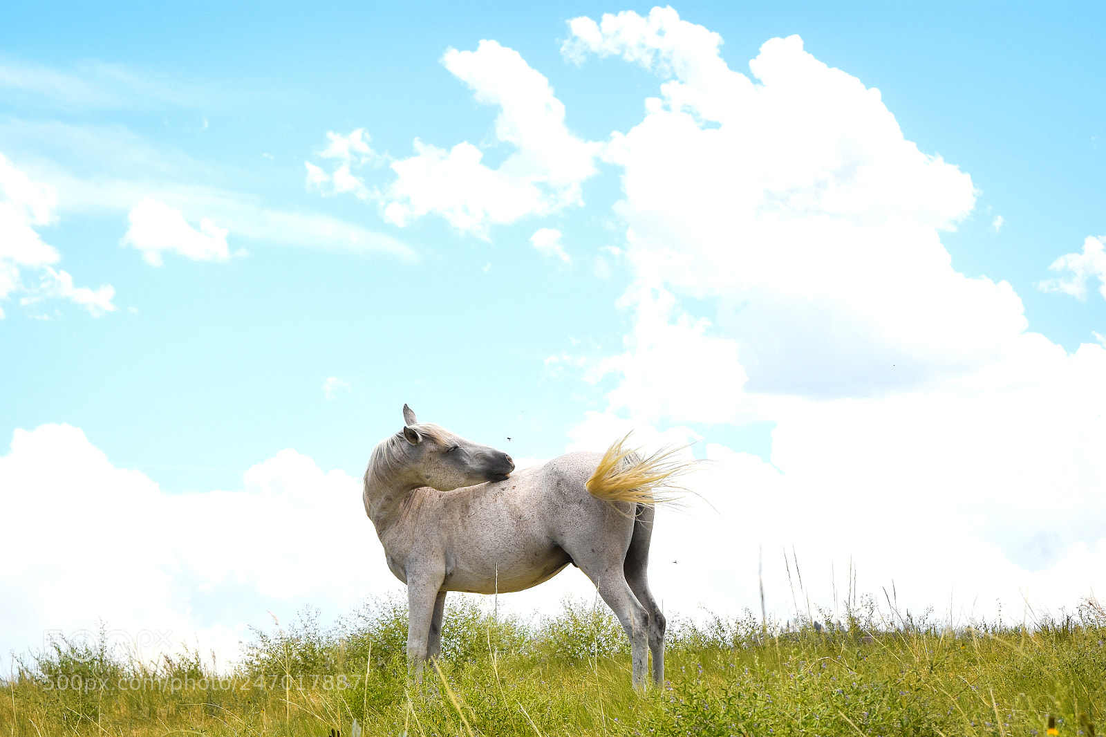 Nikon D7200 sample photo. The horse and the photography