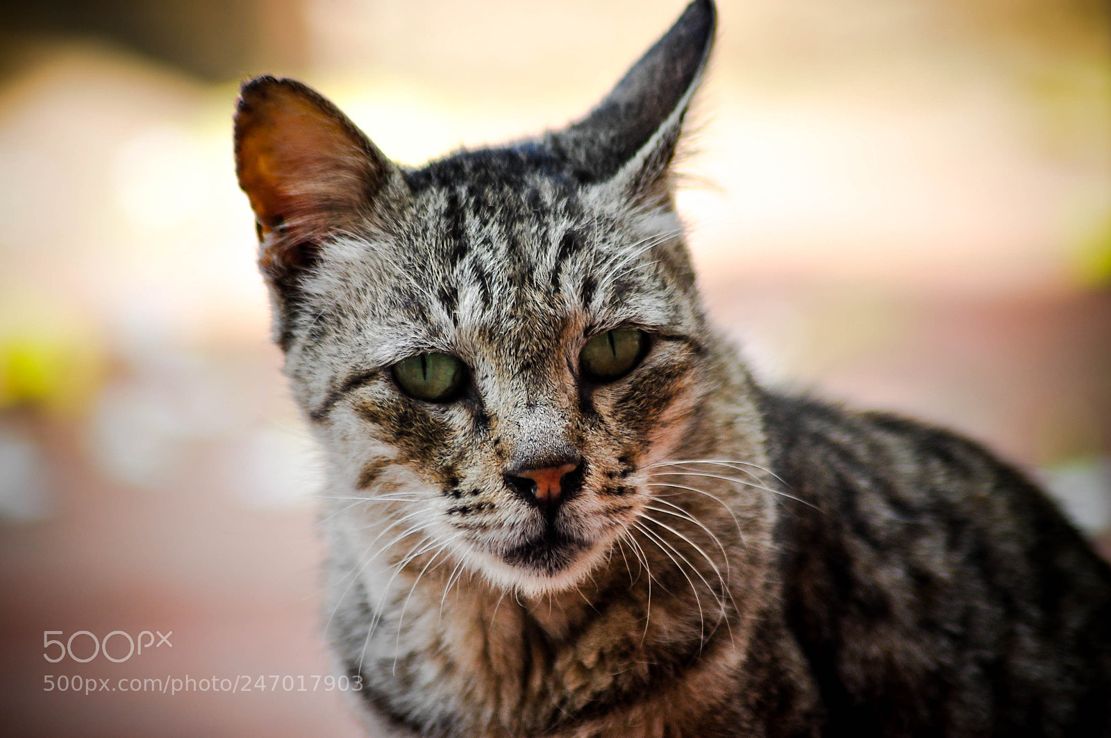Nikon D90 sample photo. Lr 21 photography