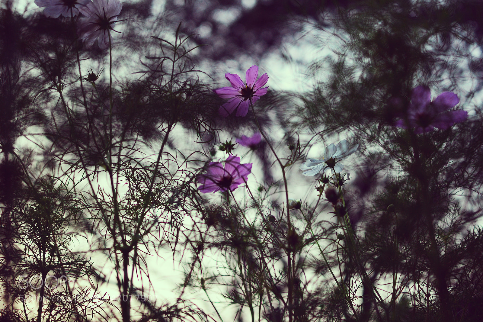 Nikon D3100 sample photo. Disappearance of time photography