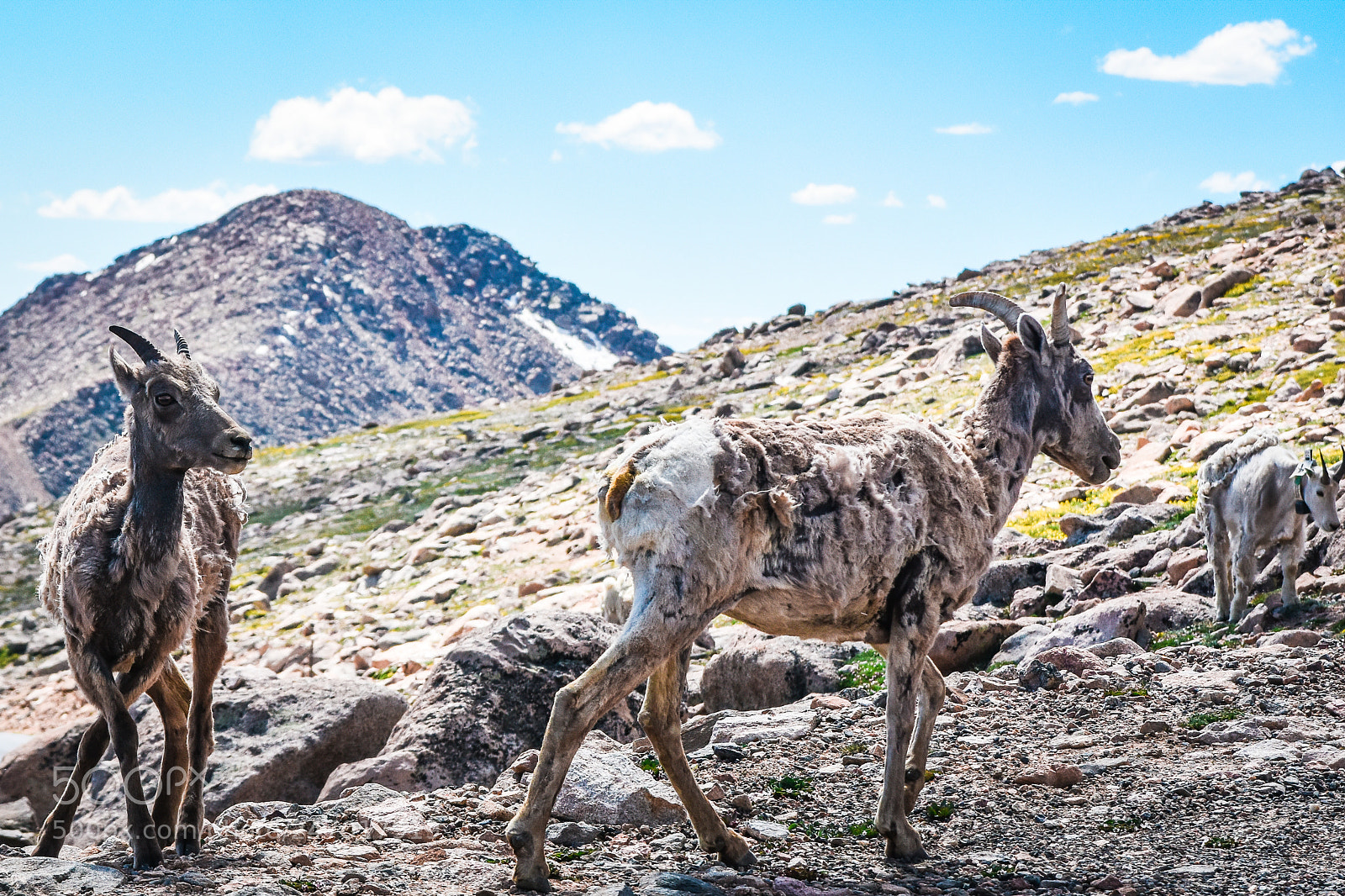 Nikon D7200 sample photo. Rugged mountain goats photography