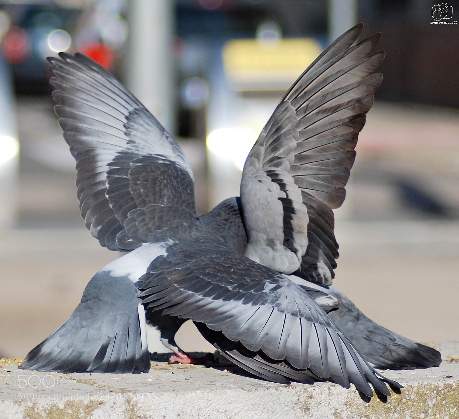 Nikon D60 sample photo. Untitled photography