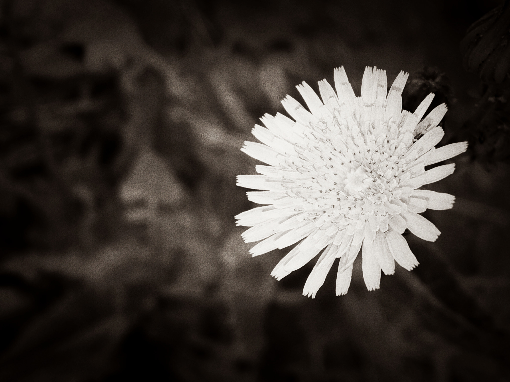 Apple iPhone8,1 sample photo. Dandelion photography