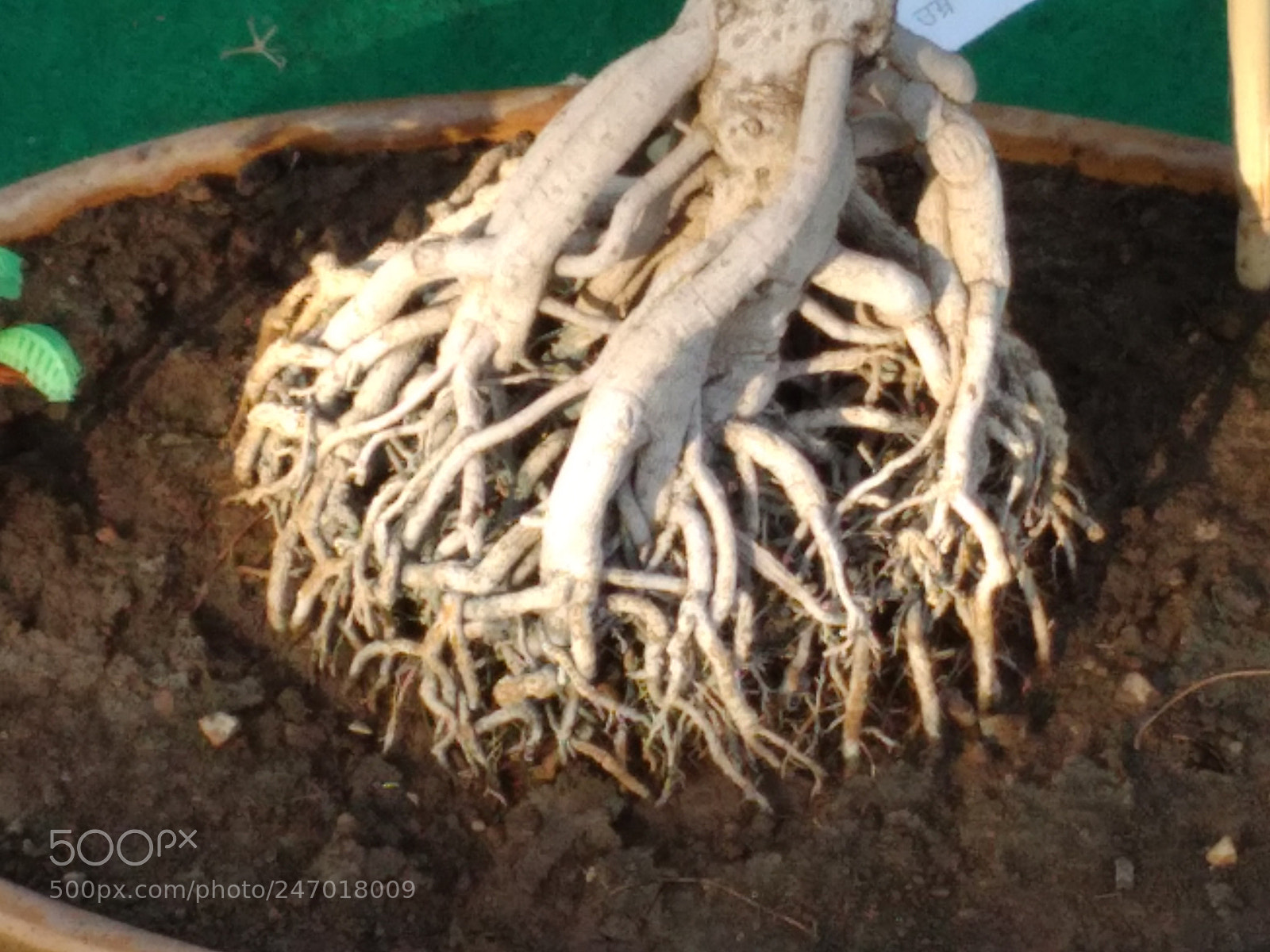 Xiaomi Redmi 4A sample photo. Roots photography