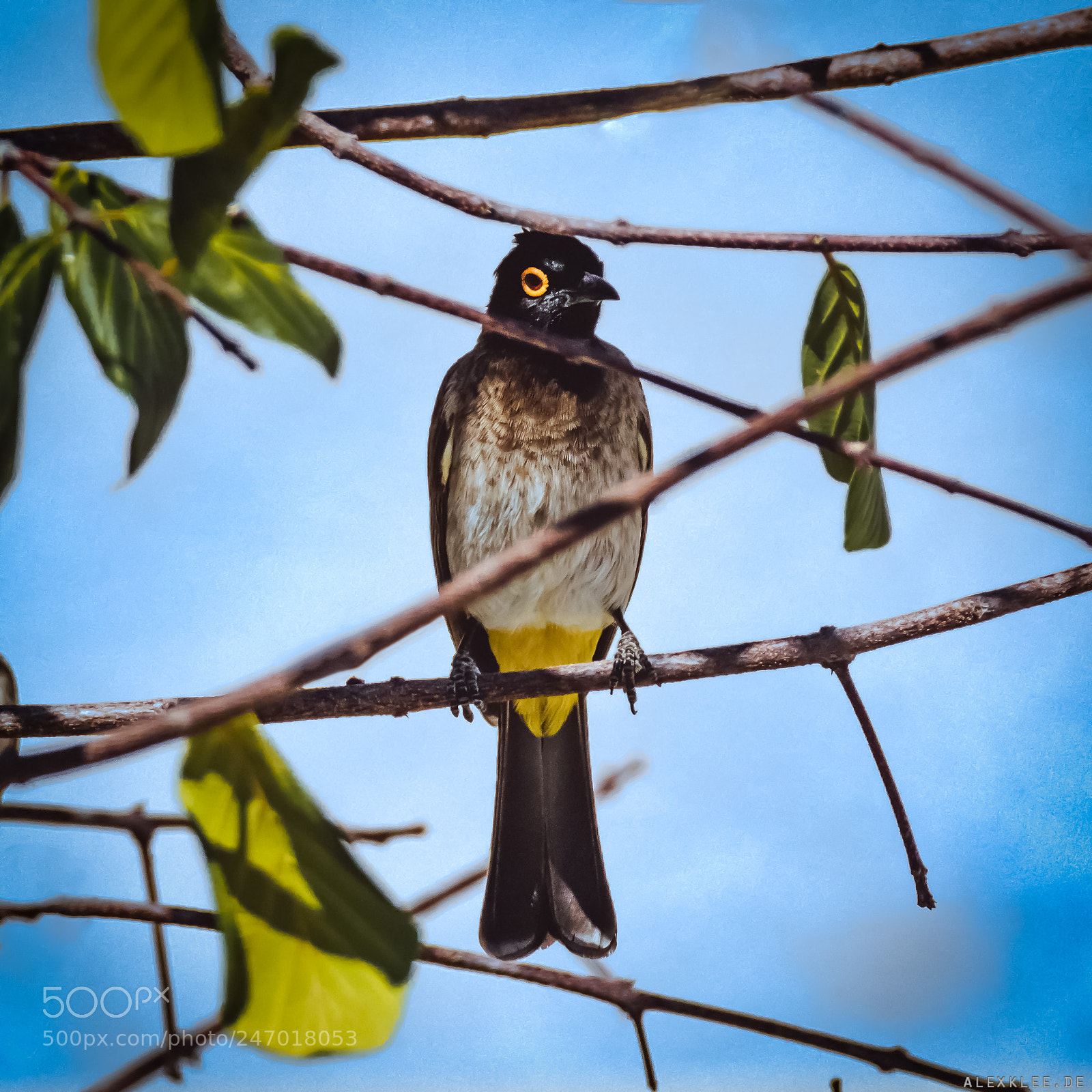 Canon EOS 7D Mark II sample photo. The african red-eyed bulbul photography