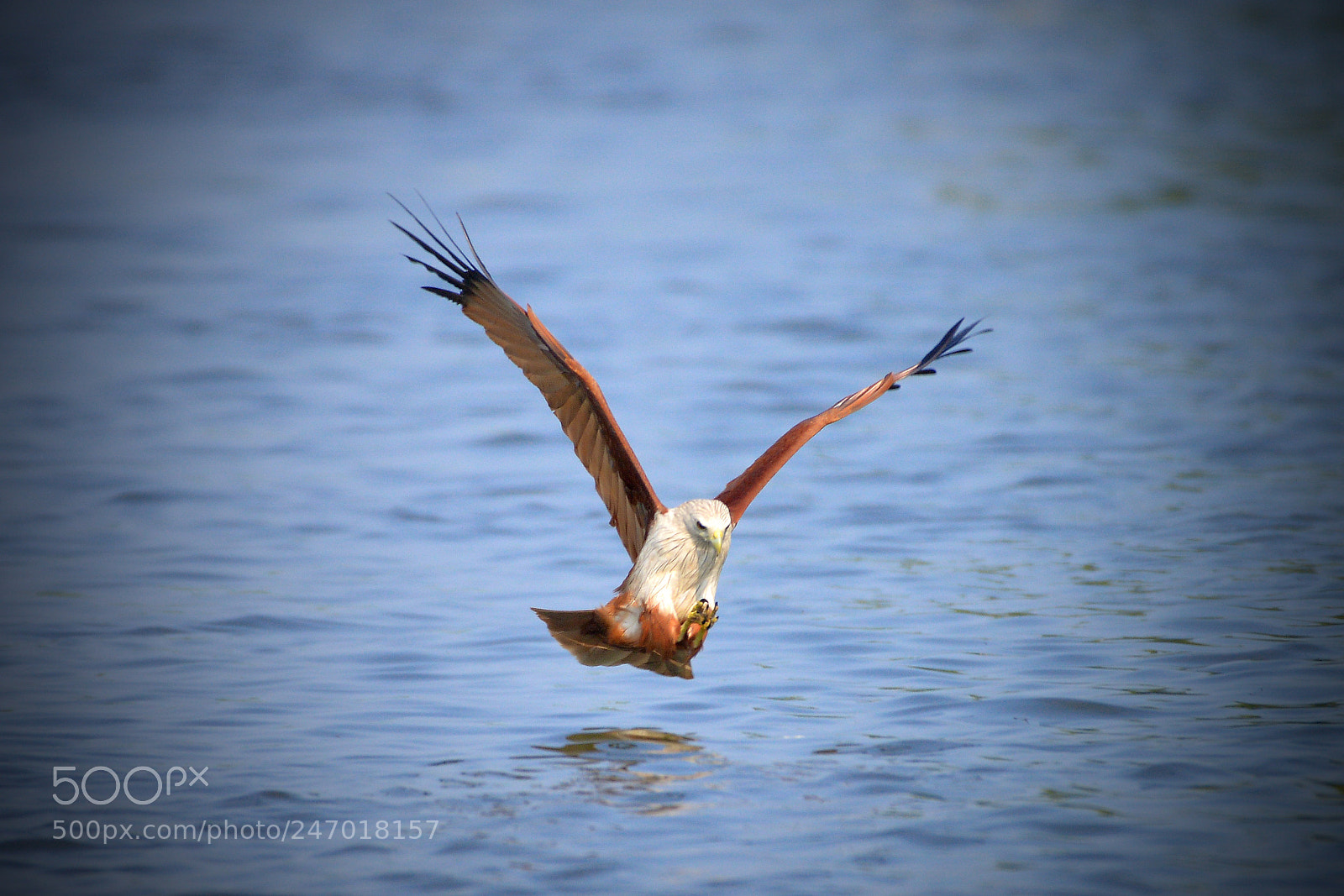 Nikon D800 sample photo. The landing photography