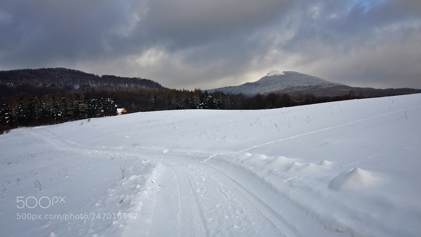 Fujifilm X70 sample photo. White head photography