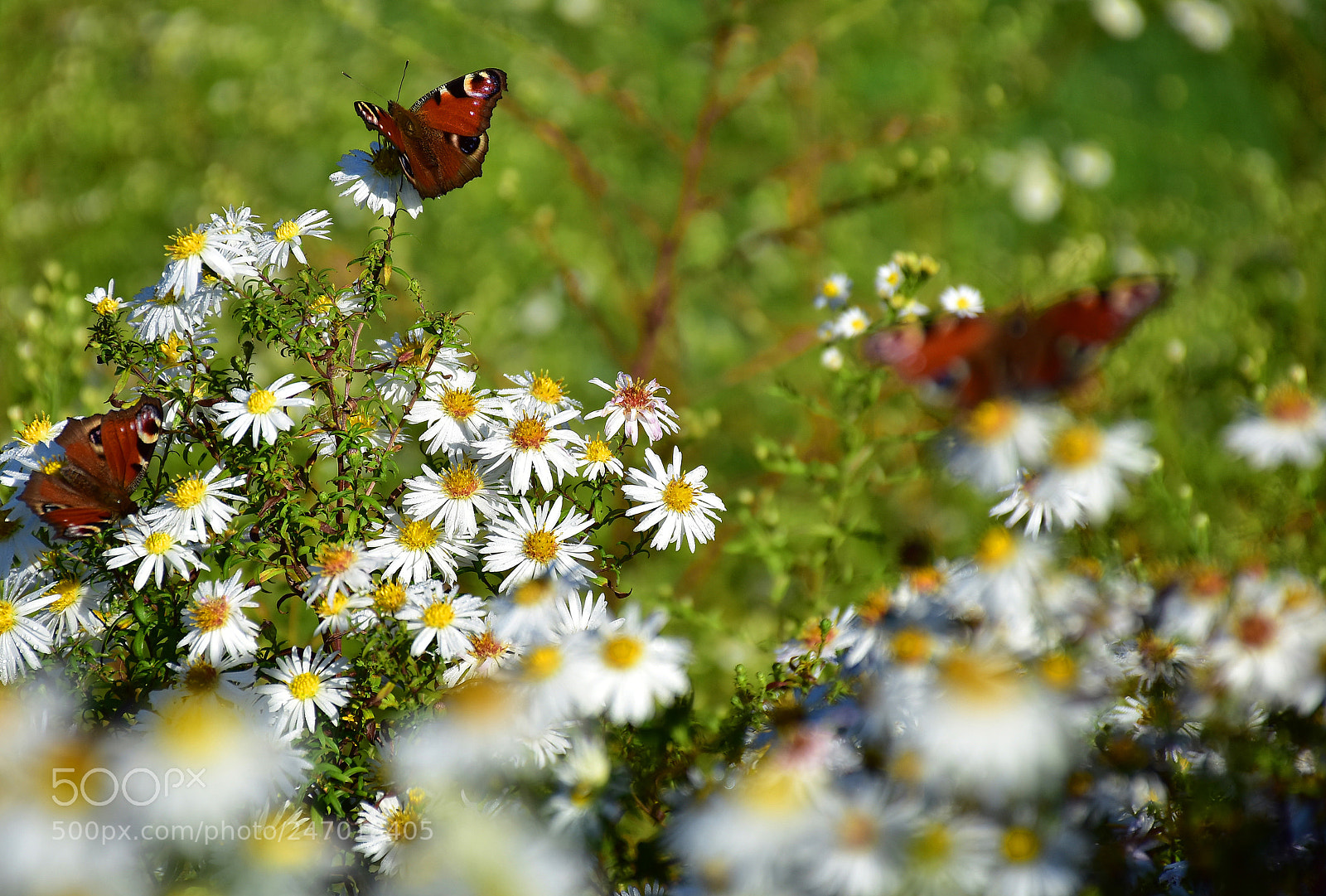 Nikon D7200 sample photo. Dance of the butterflies photography