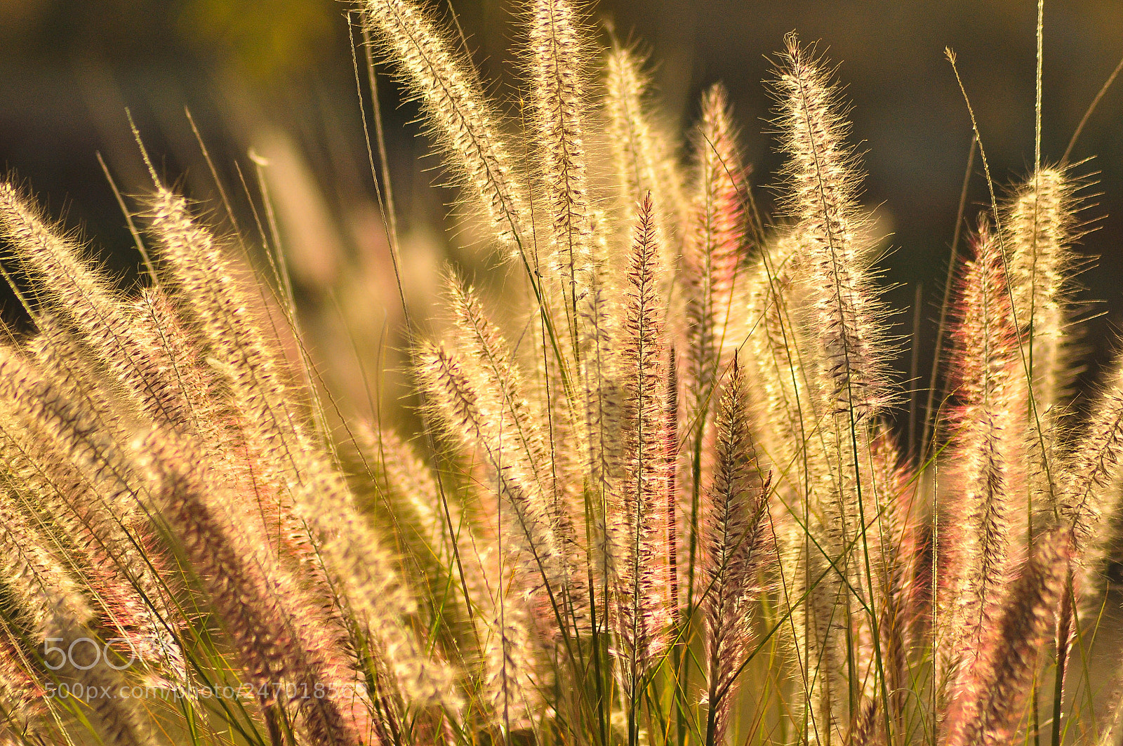 Nikon D90 sample photo. Lr 38 photography