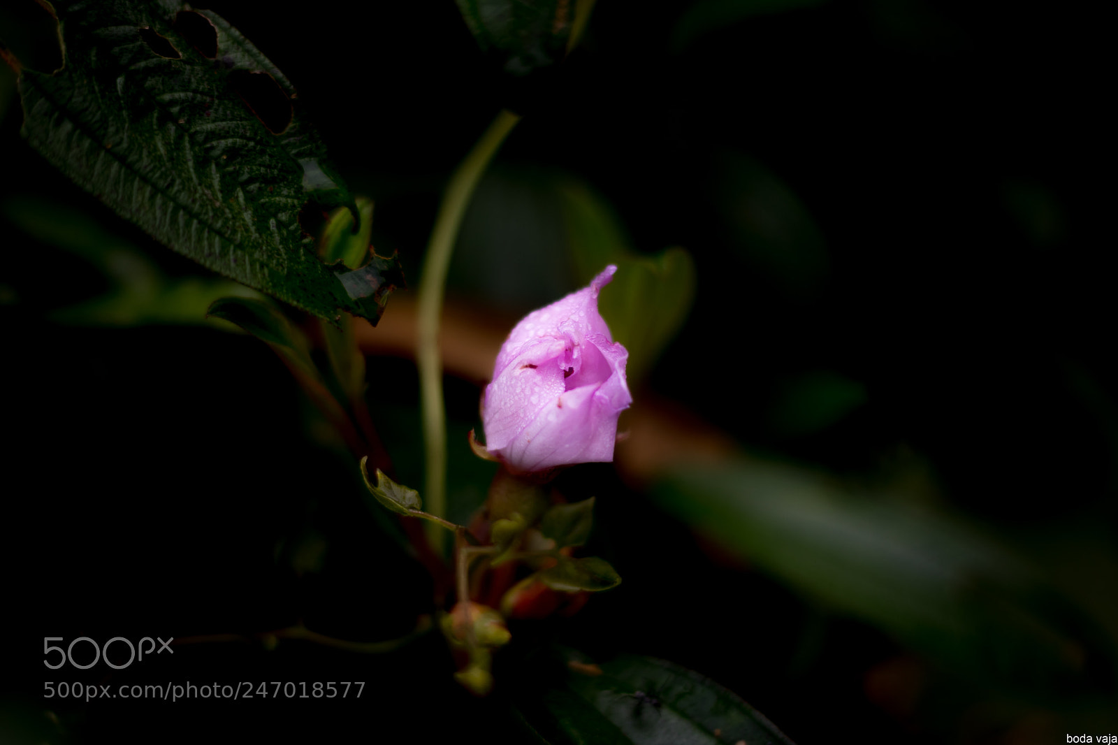 Canon EOS 80D sample photo. Img photography