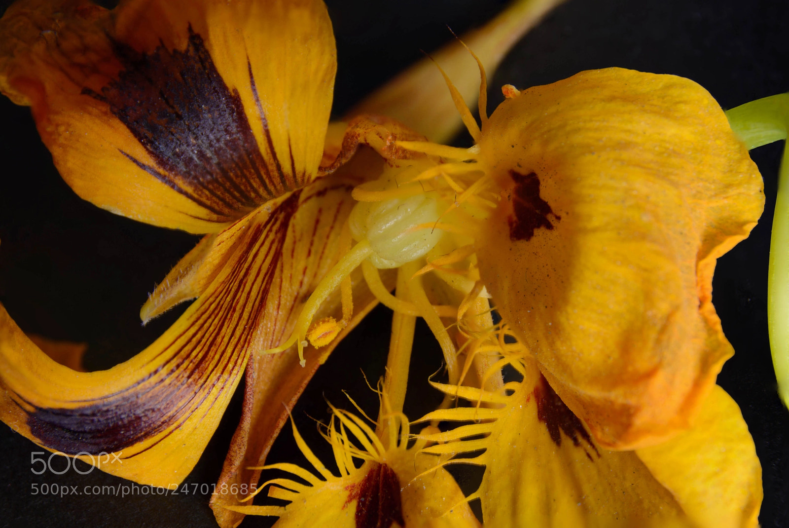 Nikon D7100 sample photo. Desorden natural.. photography