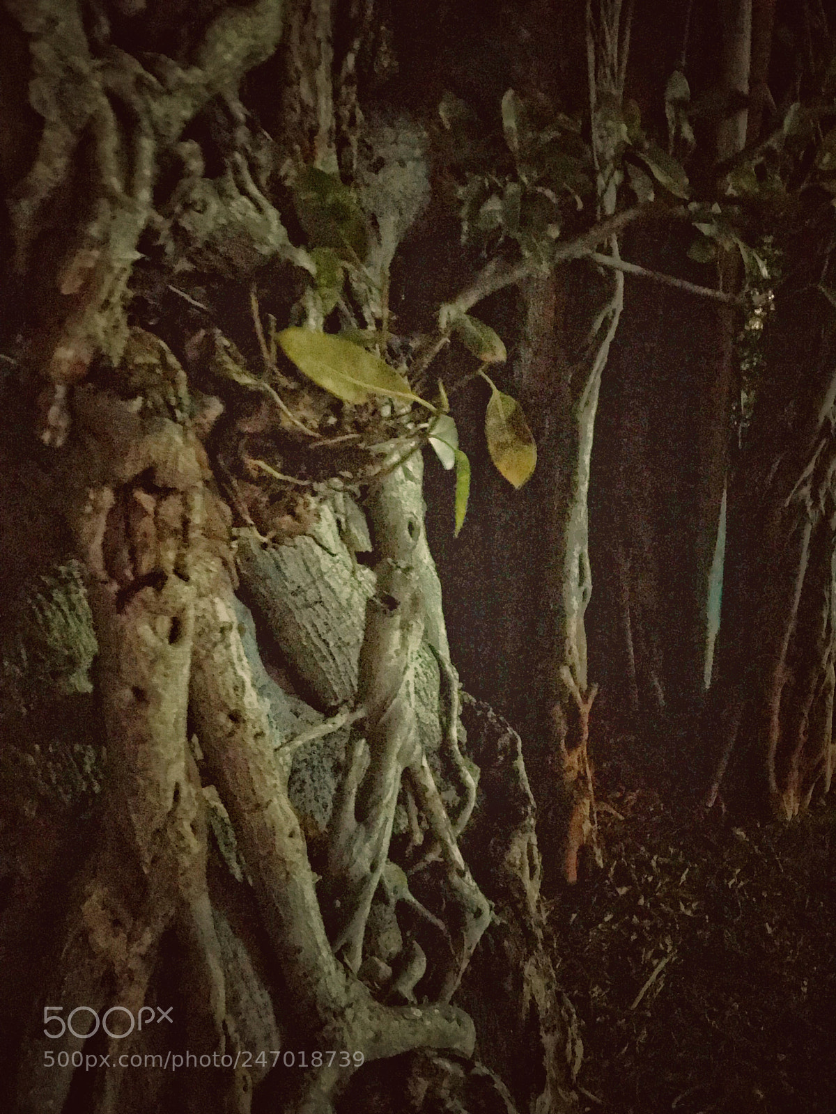 Apple iPhone 7 sample photo. In the weird woods photography