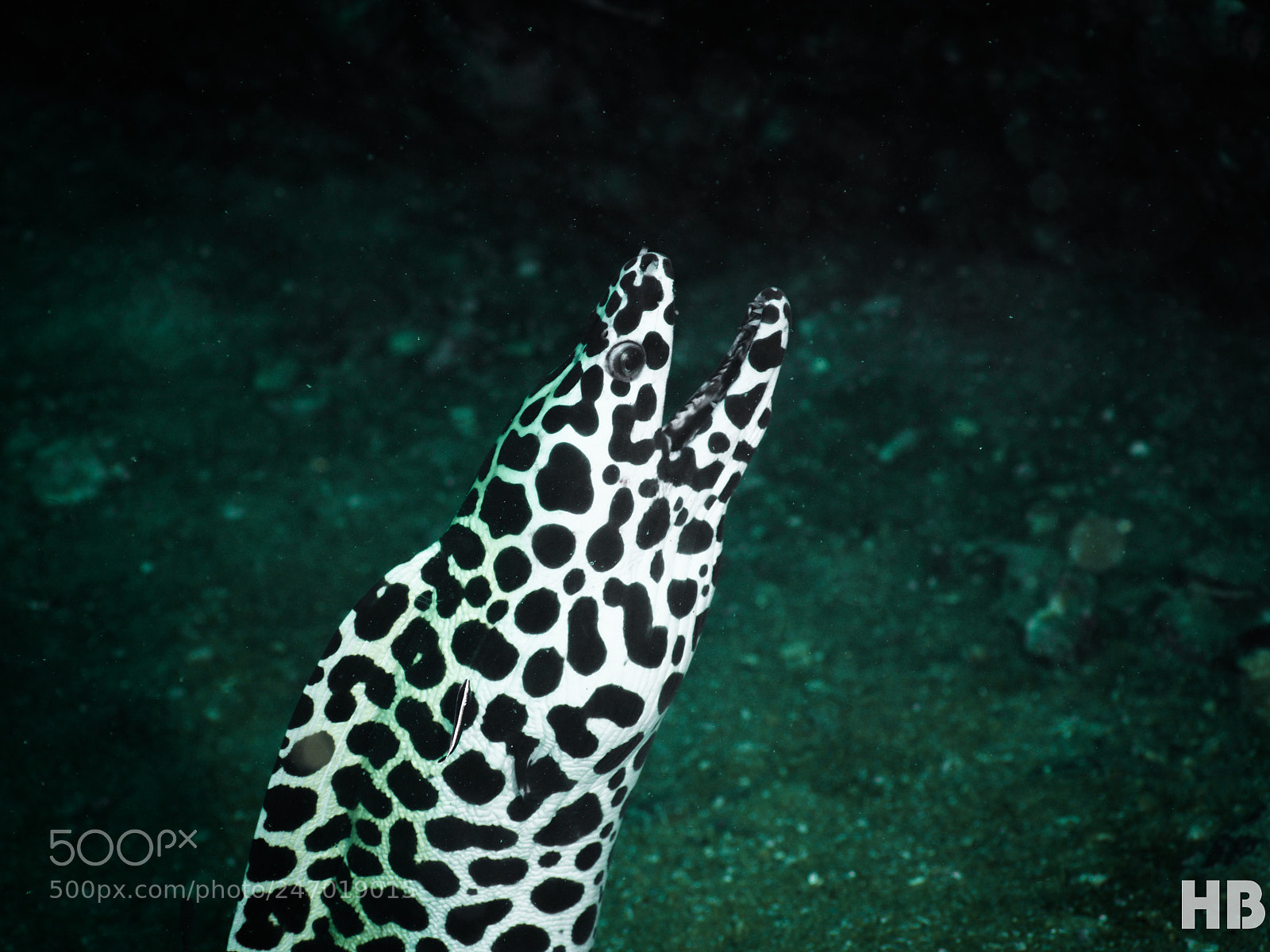 Olympus OM-D E-M1 Mark II sample photo. Blackspotted moray photography