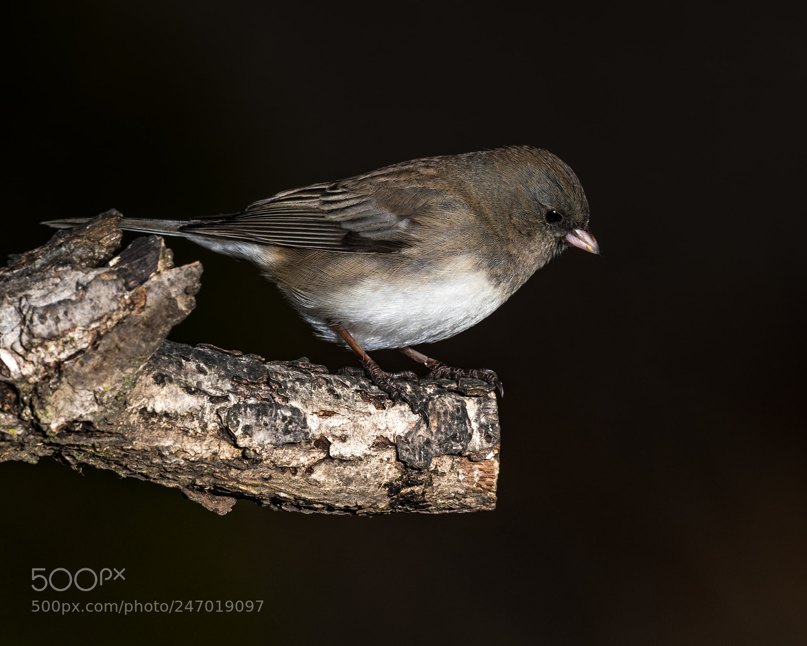 Nikon D850 sample photo. Dard-eyed junco photography