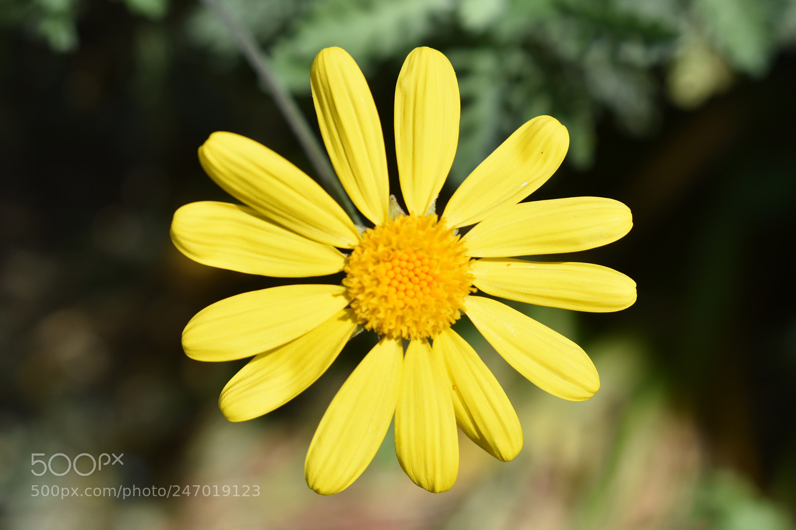 Nikon D3400 sample photo. A floral sun photography