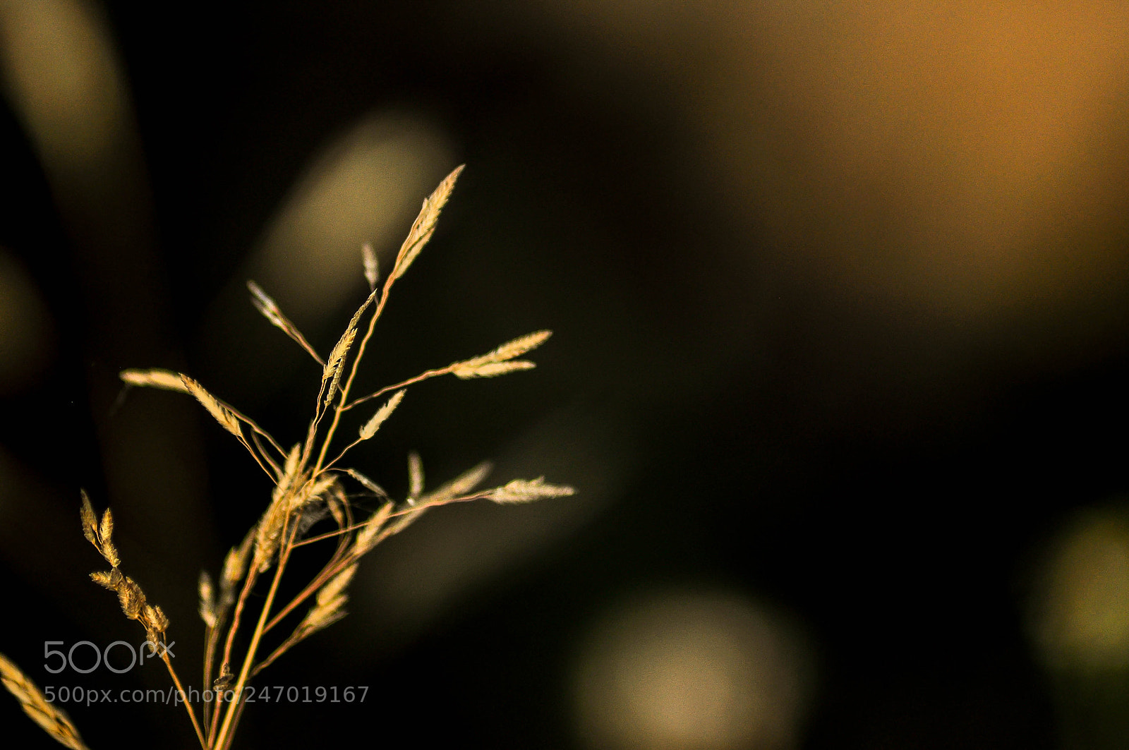 Nikon D90 sample photo. Lr 1 photography