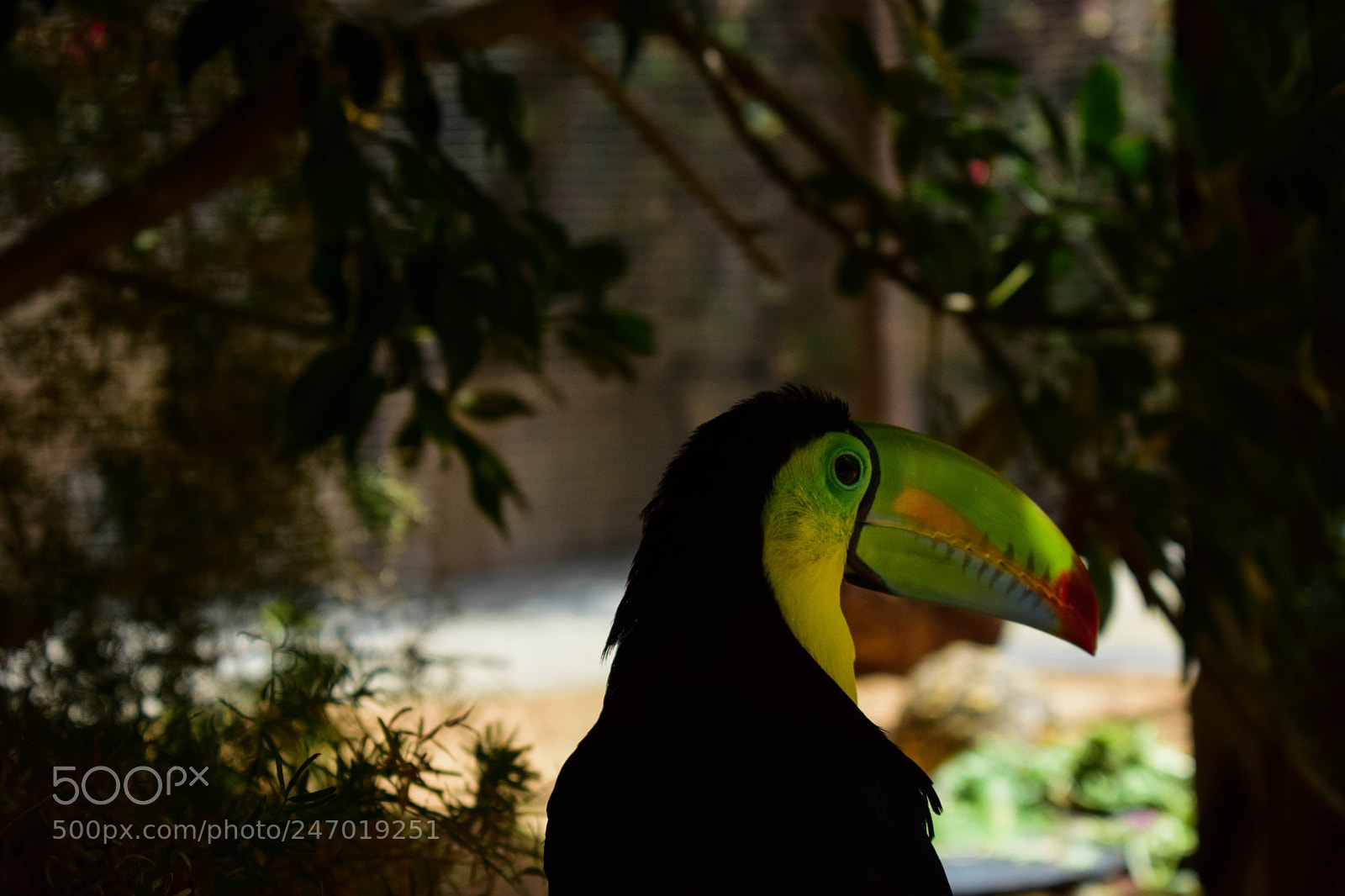 Nikon D3300 sample photo. Colorfull toucan photography