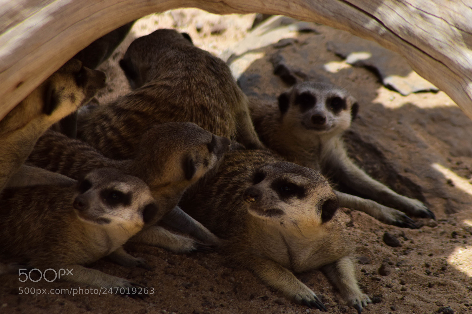 Nikon D3300 sample photo. Alerted meerkats photography