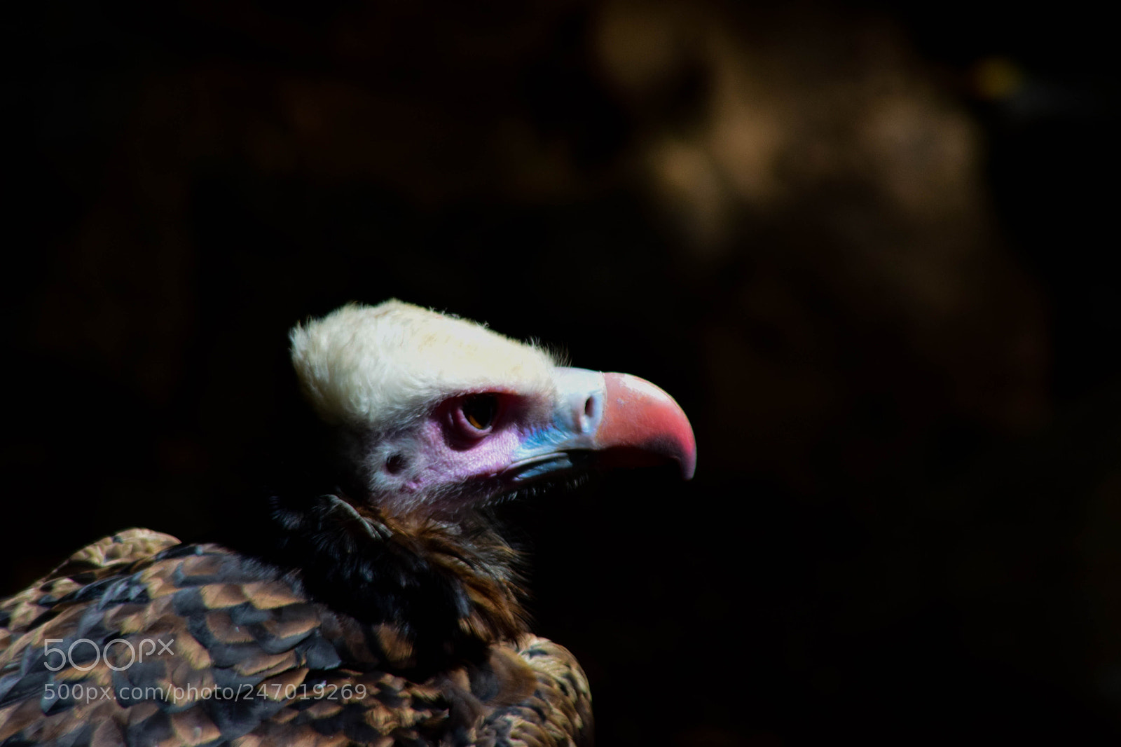 Nikon D3300 sample photo. Intimidating vulture photography