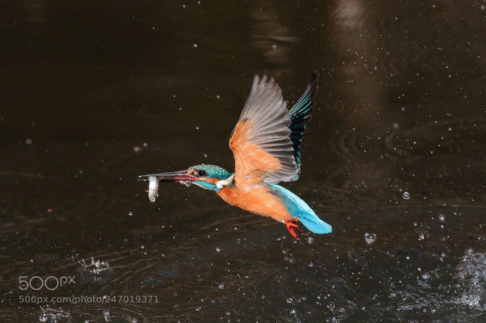Canon EOS 7D Mark II sample photo. Kingfisher hunting 5781 photography