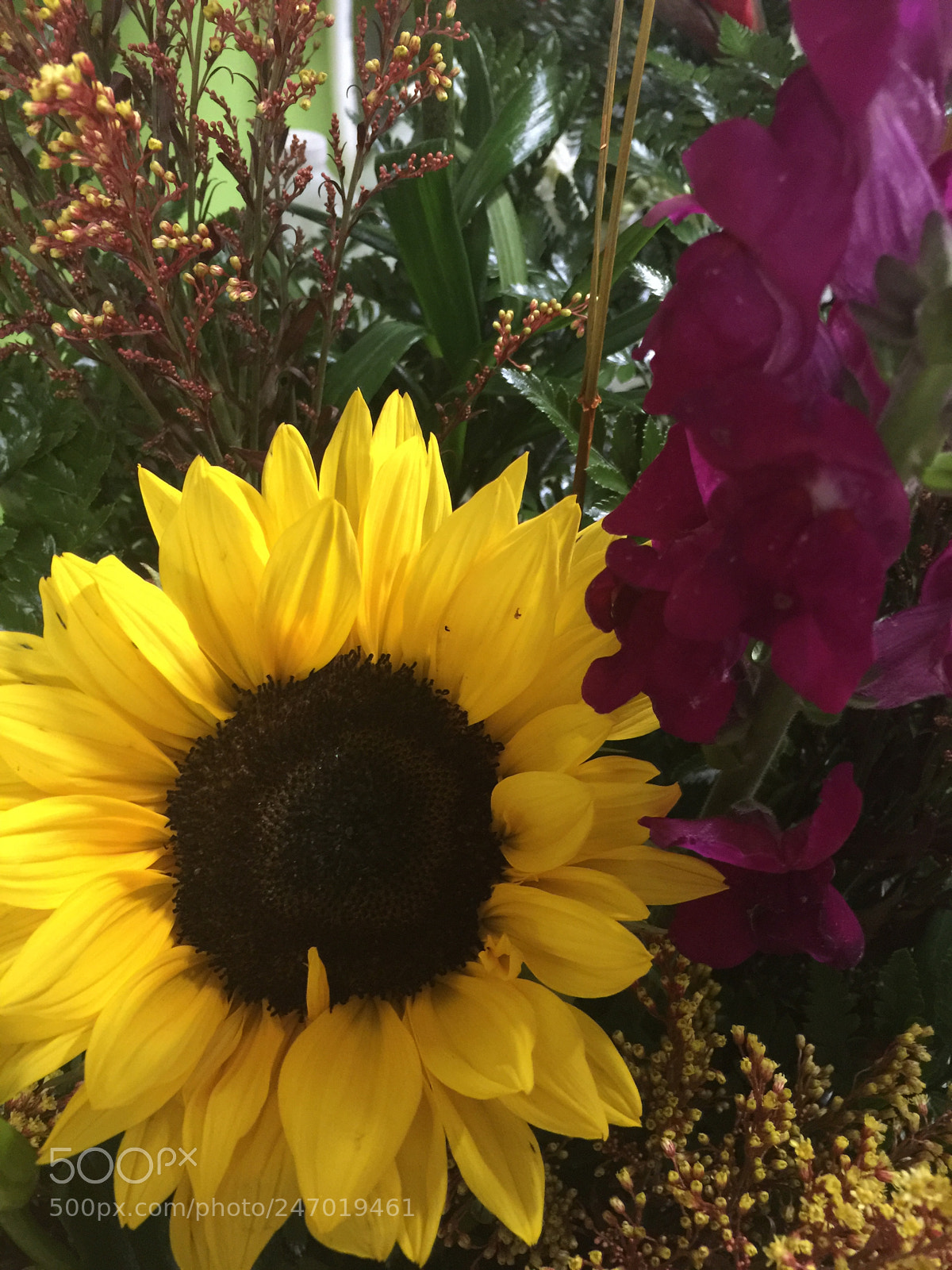 Apple iPhone 6 Plus sample photo. Today’s flower ? photography