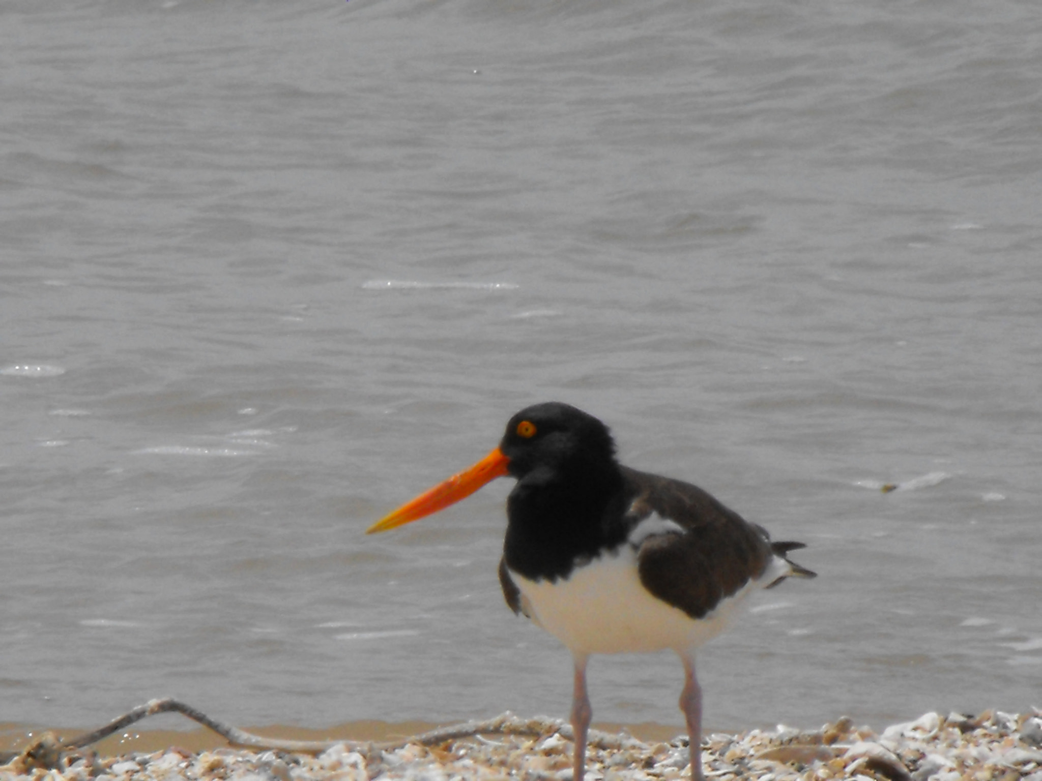 Fujifilm FinePix S1000fd sample photo. Texas tern photography