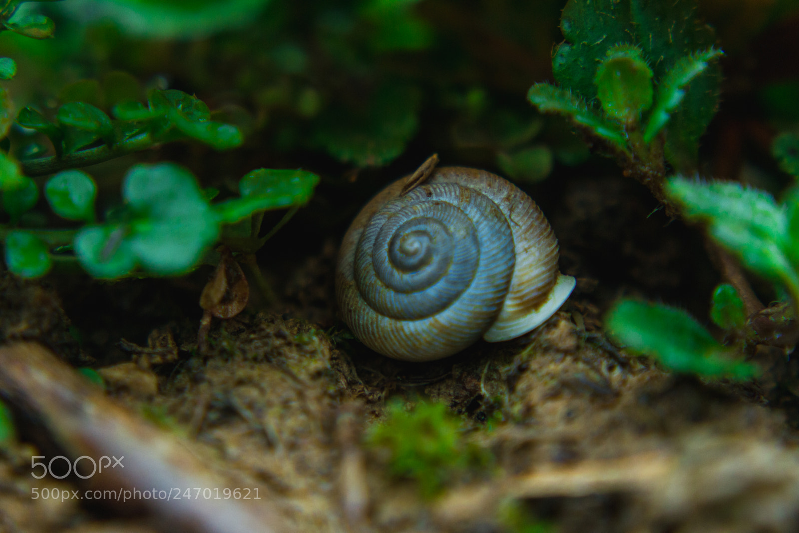 Canon EOS 550D (EOS Rebel T2i / EOS Kiss X4) sample photo. Snail shell photography