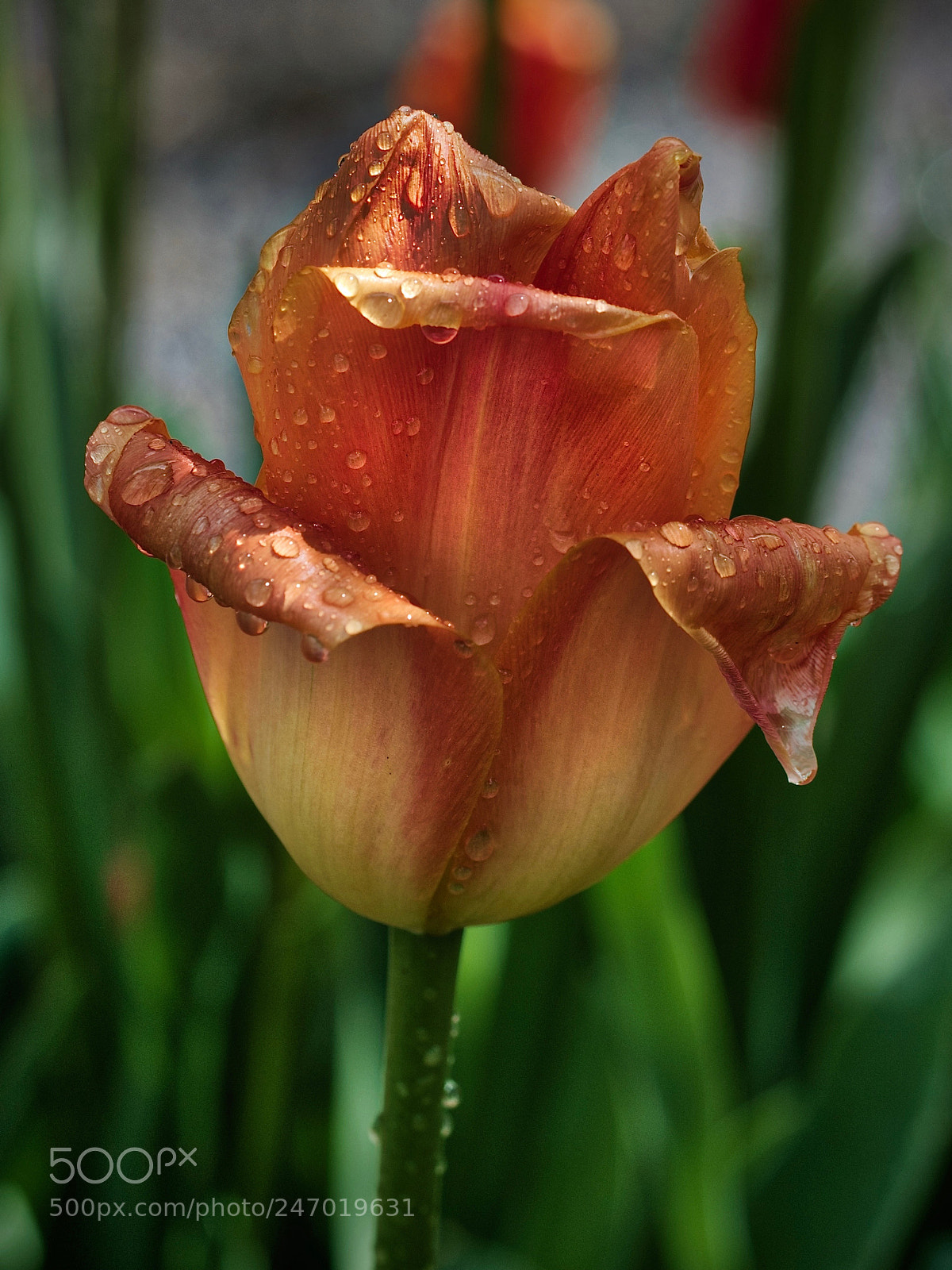 Olympus OM-D E-M5 II sample photo. April showers ... photography