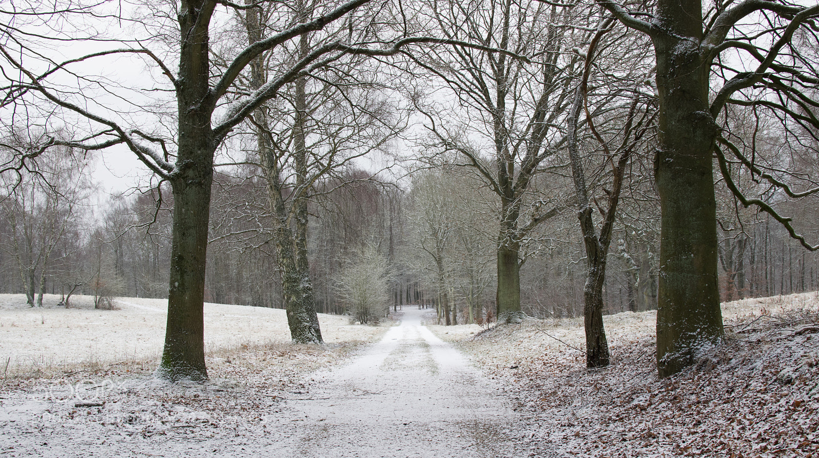 Nikon D3300 sample photo. Winter path photography