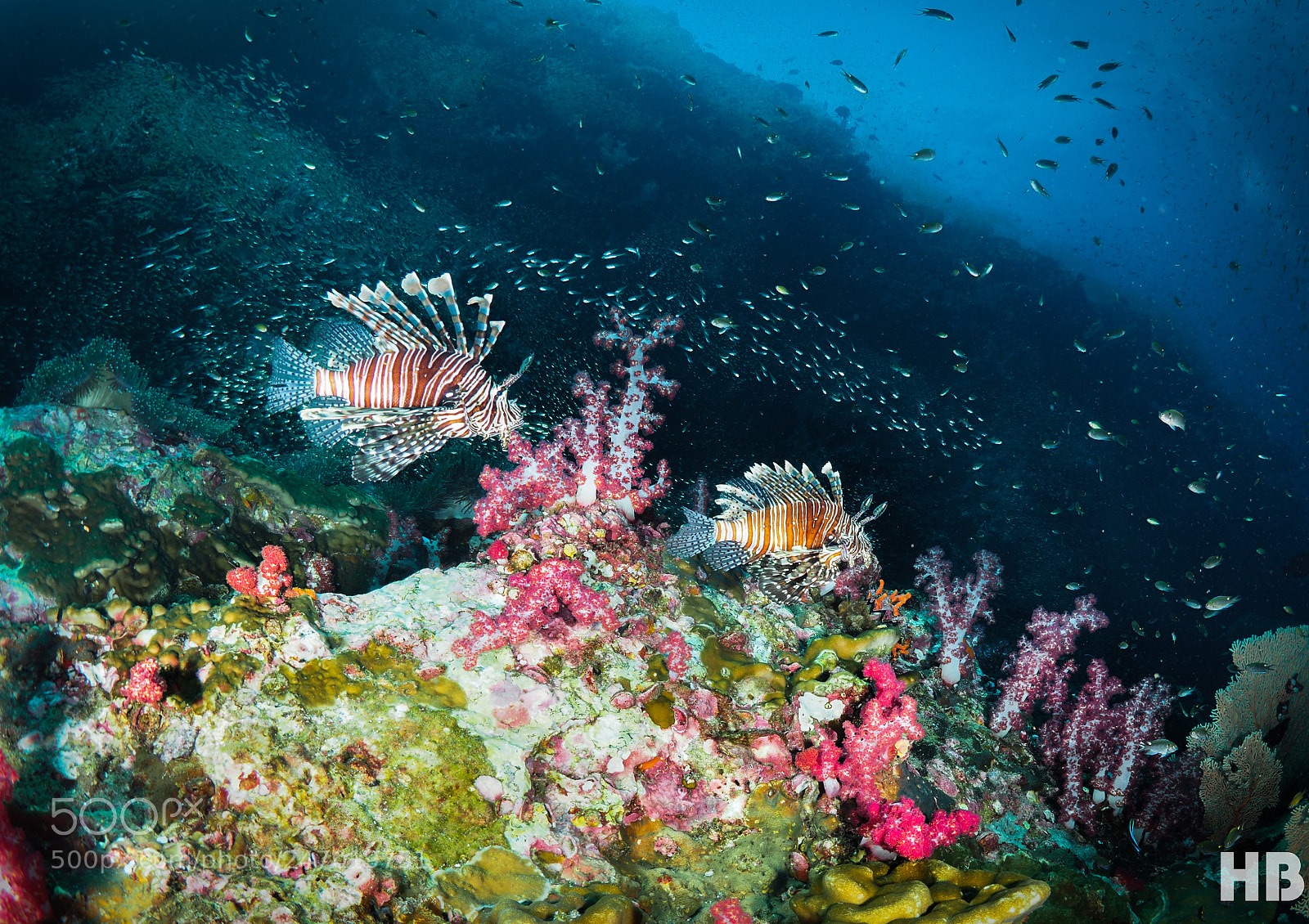 Olympus OM-D E-M1 Mark II sample photo. Lionfish photography