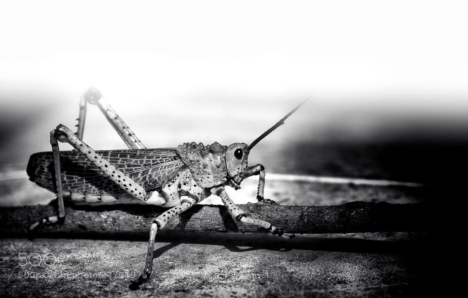 Nikon D610 sample photo. Locust photography