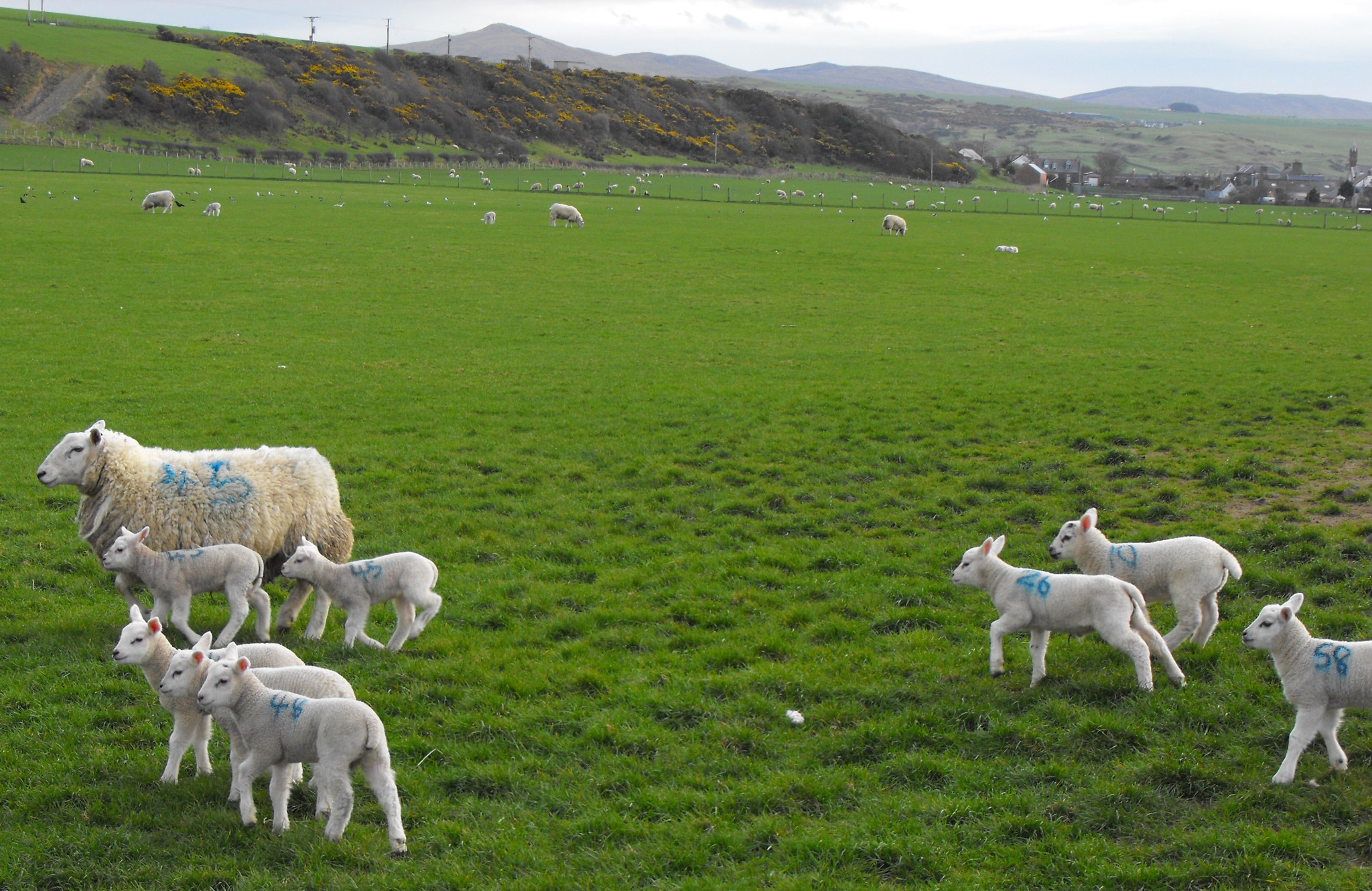 Fujifilm FinePix S1000fd sample photo. Frolicking sheep photography