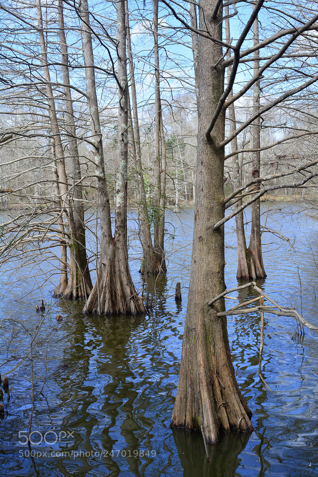 Nikon D7100 sample photo. Cypress and lake, bogue photography