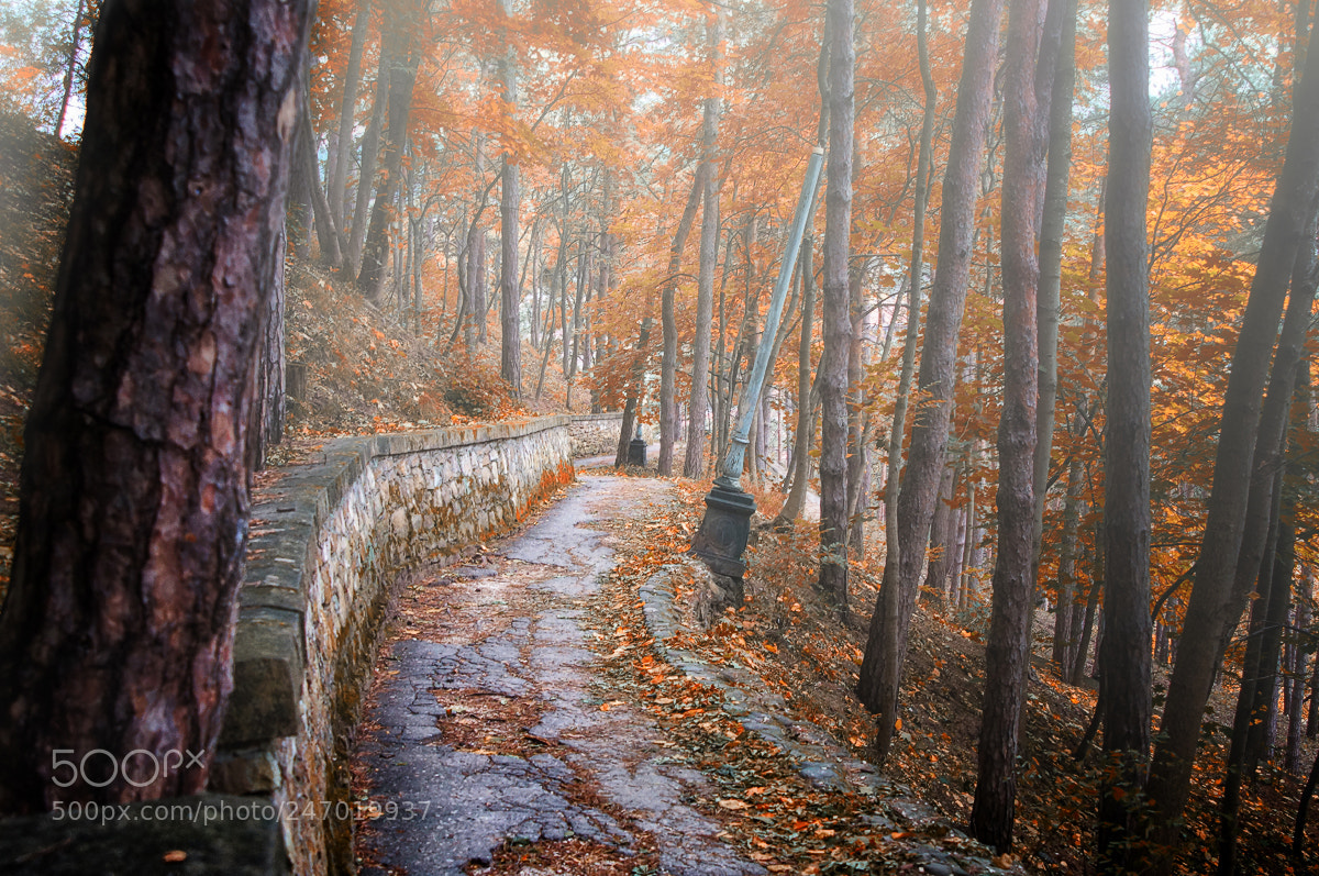 Sony SLT-A37 sample photo. Autumn photography