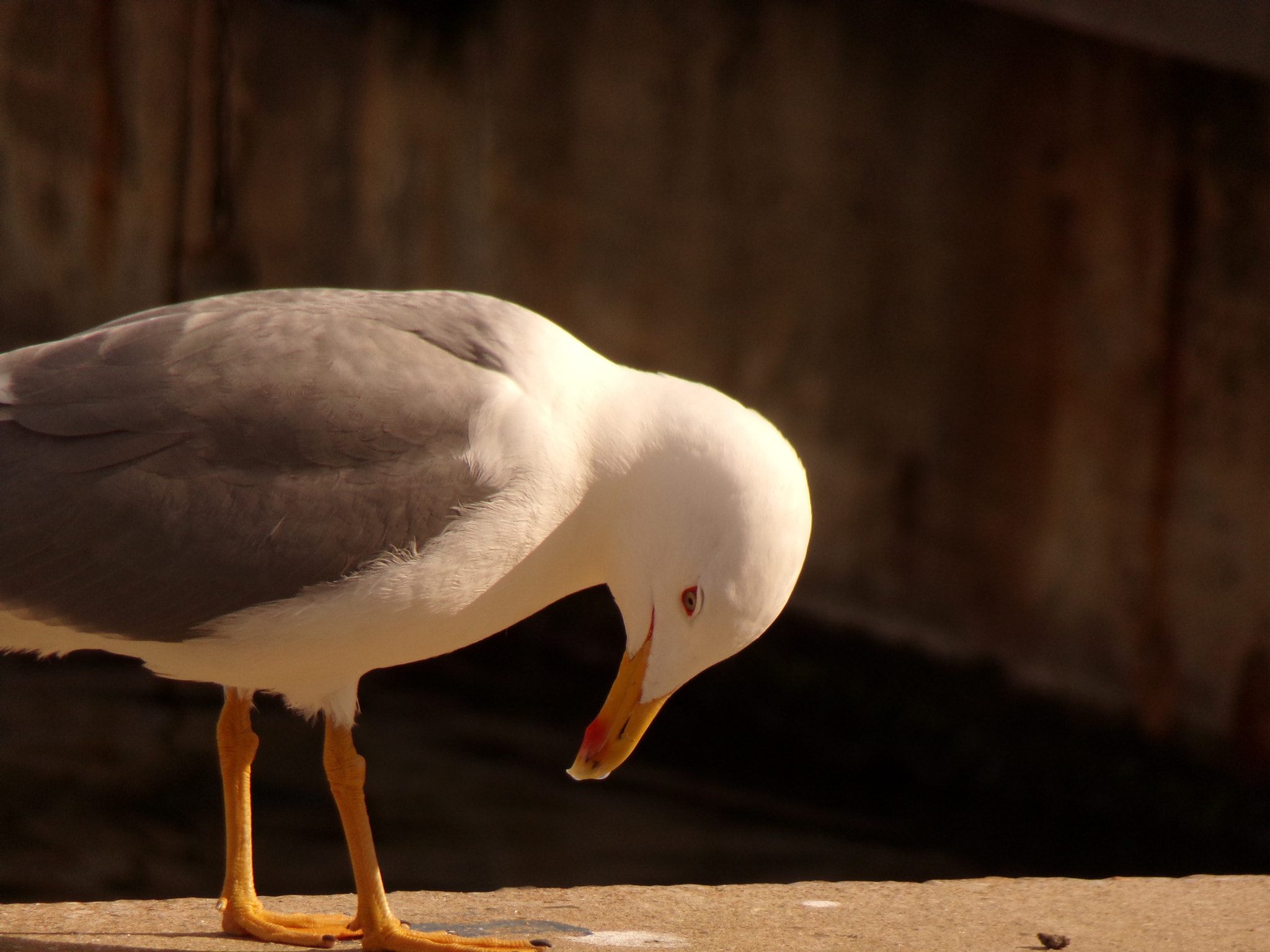 JK KODAK PIXPRO AZ422 sample photo. Seagull #h photography