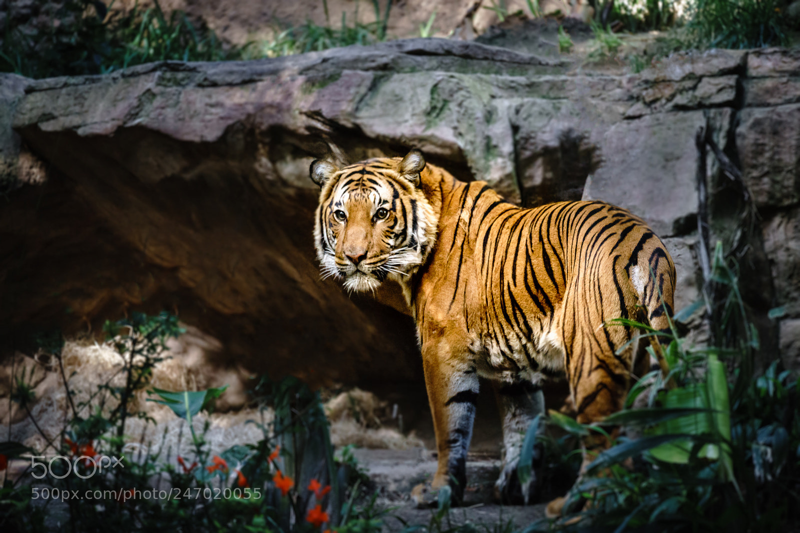 Sony a7 II sample photo. Interrupted photography