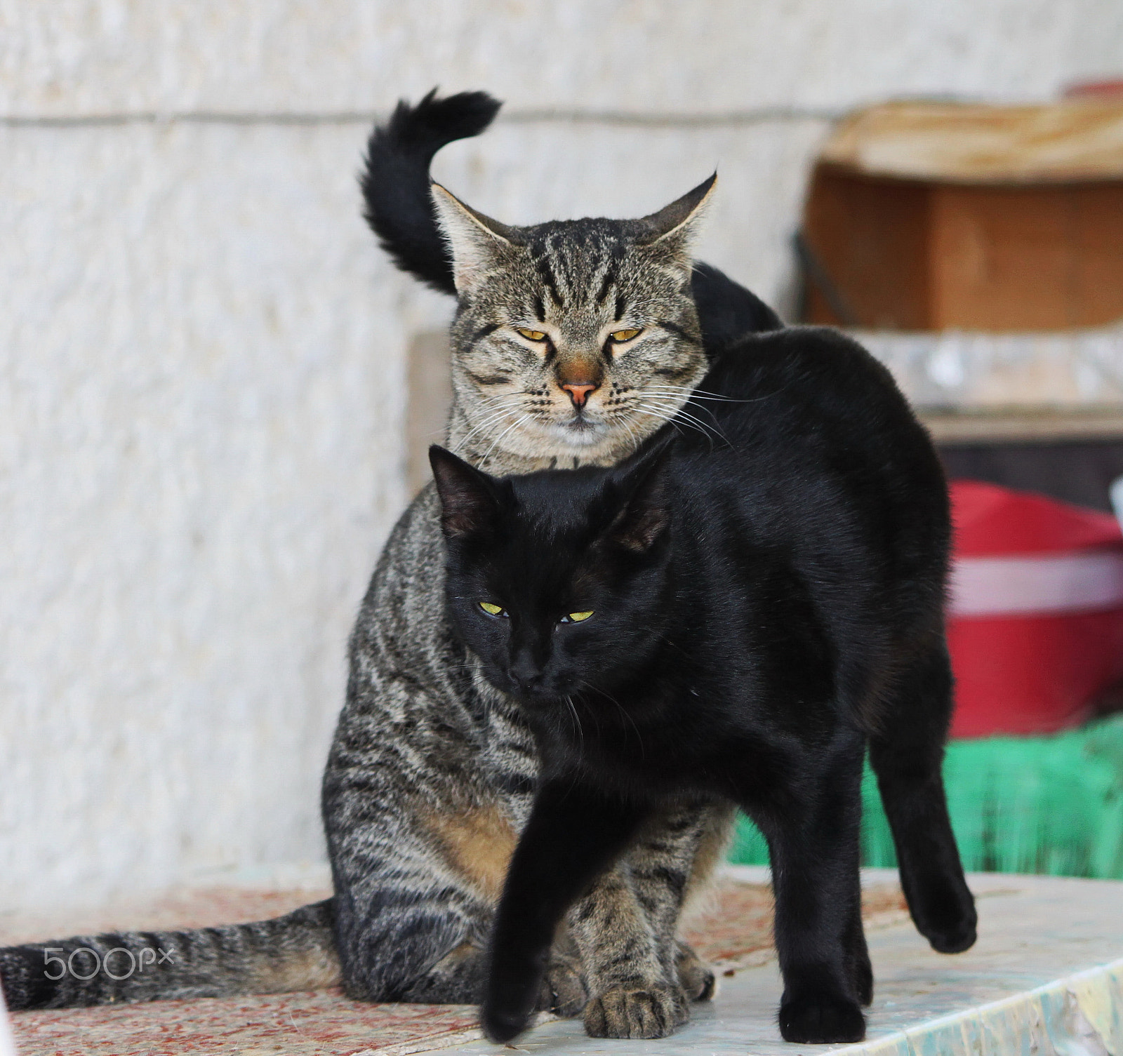 Canon EOS 500D (EOS Rebel T1i / EOS Kiss X3) sample photo. Bonding... photography