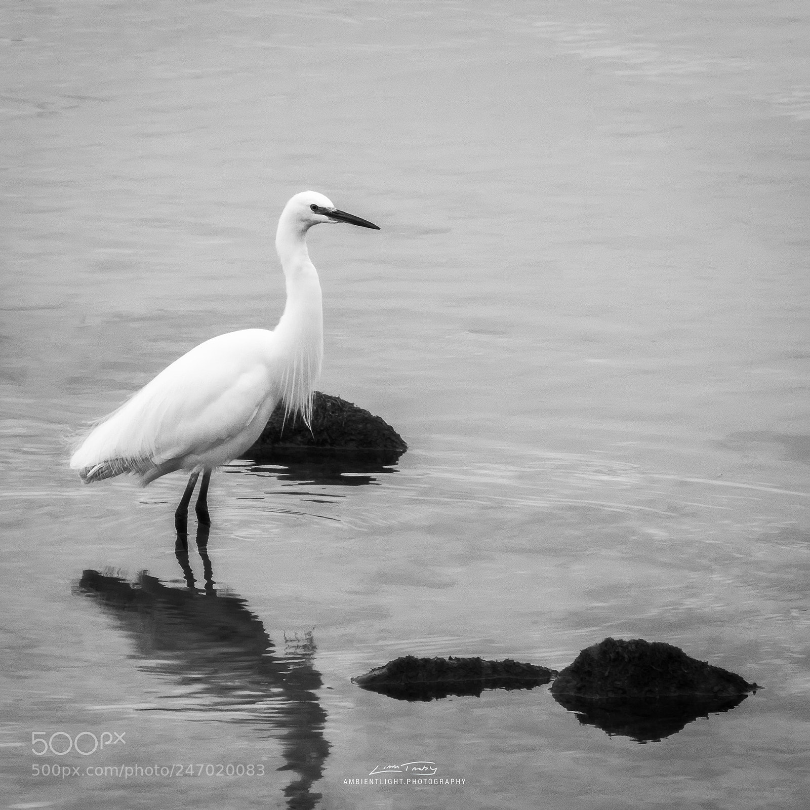 Canon EOS 1300D (EOS Rebel T6 / EOS Kiss X80) sample photo. Egret photography
